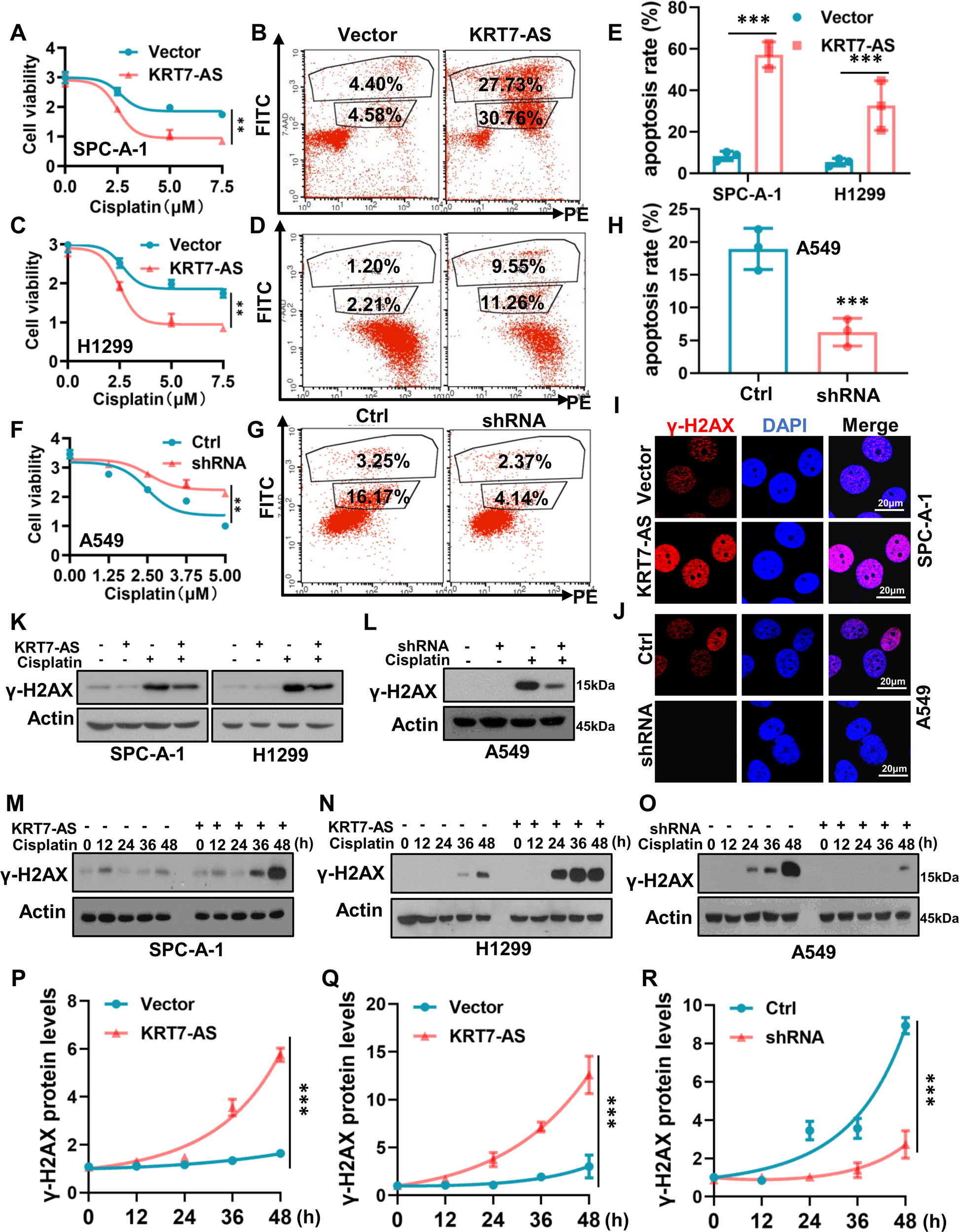 Fig. 4: Upregulation of KRT7-AS enhances cisplatin-induced DNA damage and increases lung cancer cell sensibility to the drug.