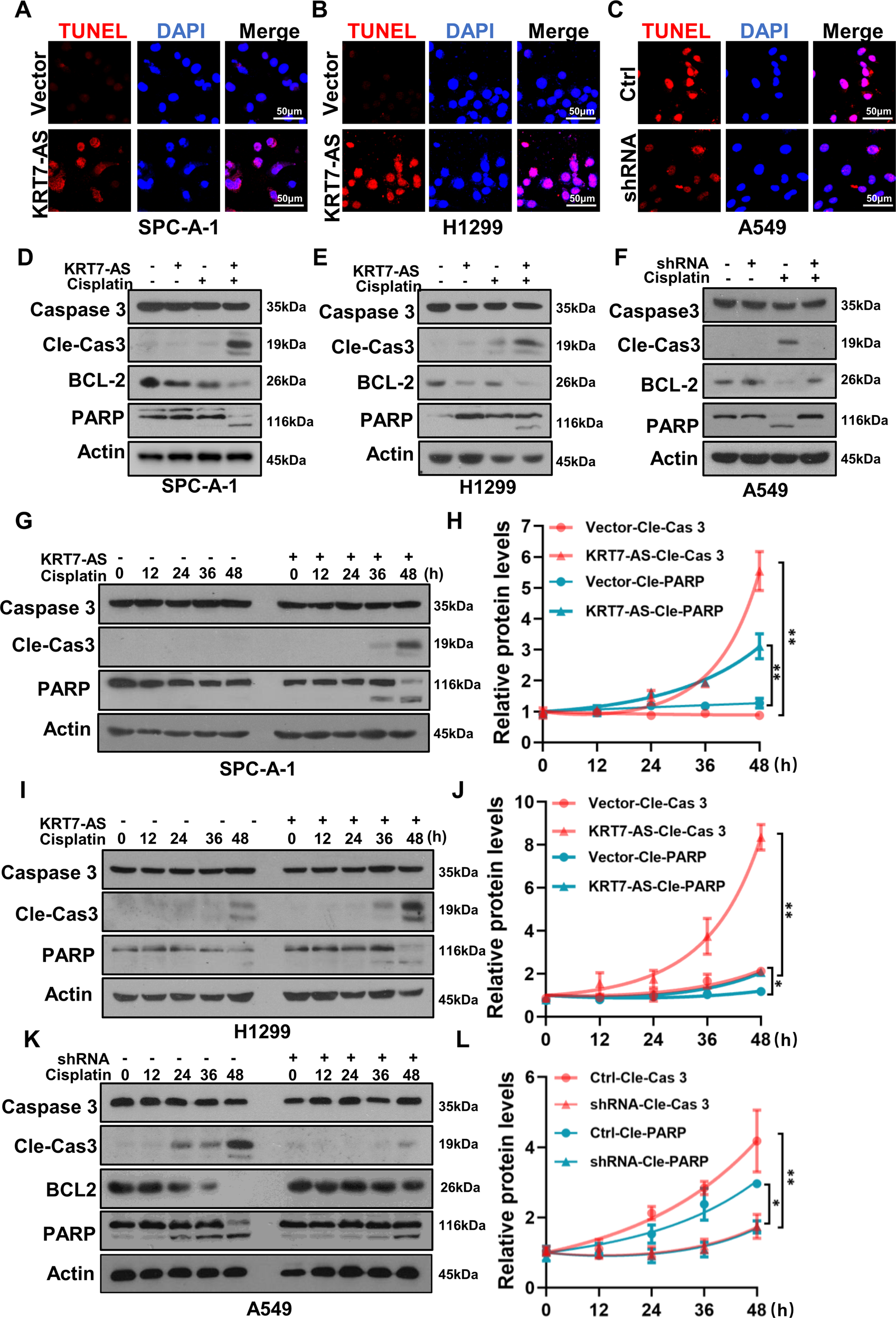 Fig. 5: KRT7-AS enhances cisplatin-induced apoptosis and activates apoptotic signaling pathways in cancer cells.