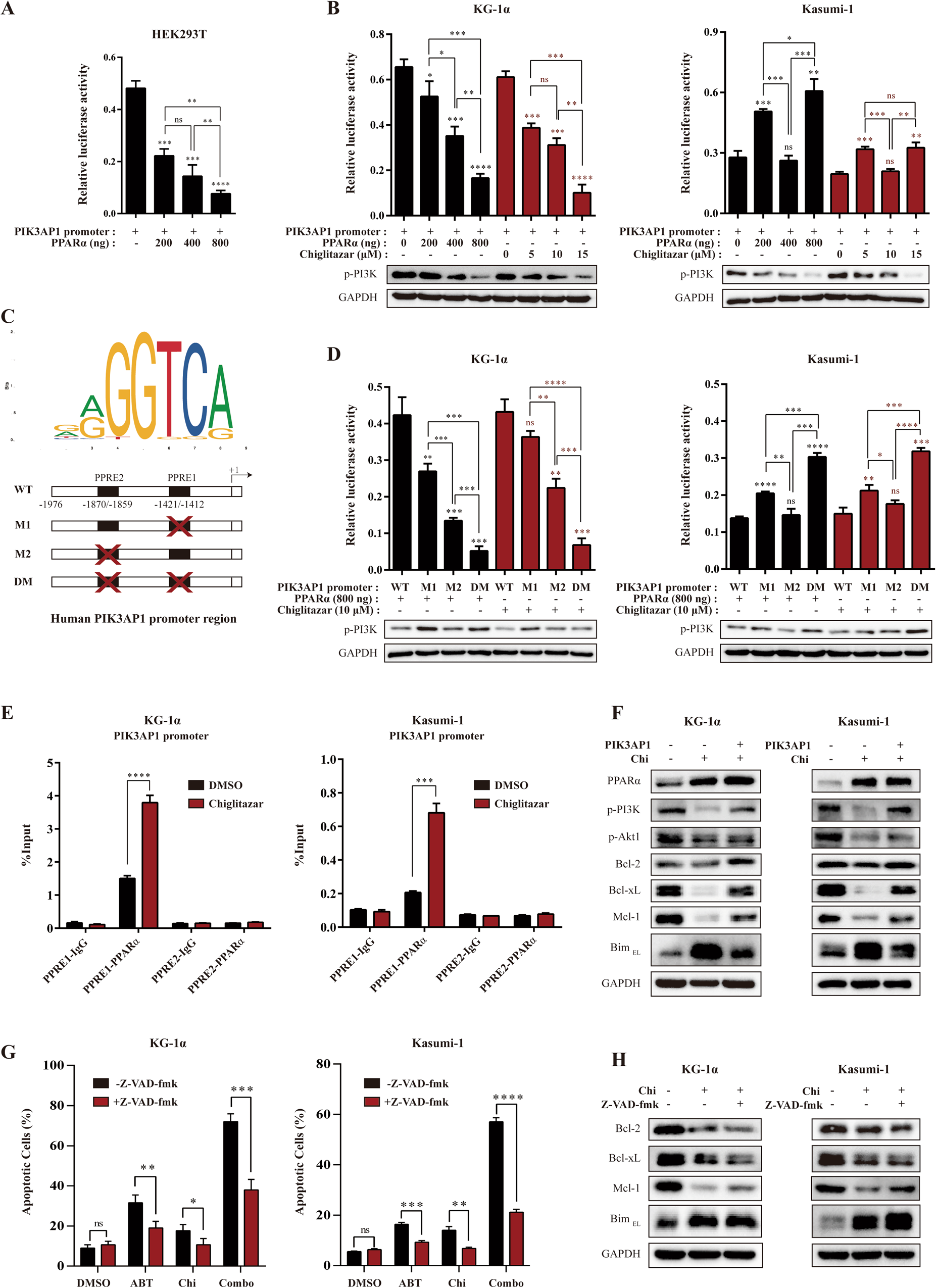 Fig. 4: Chiglitazar-mediated PPARα activation inhibited PIK3AP1 promoter activity in LSC-like cells.
