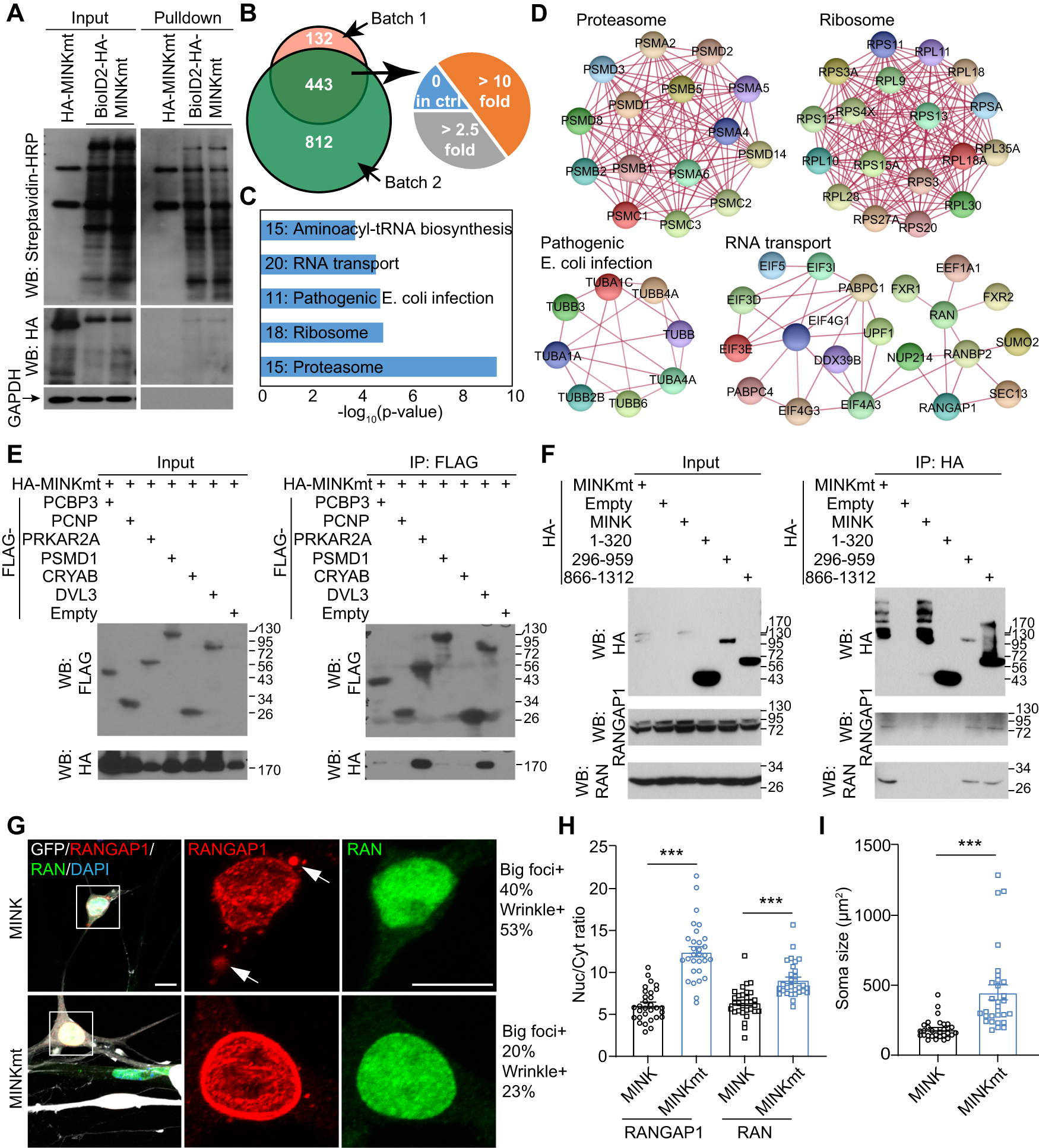 Fig. 4: MAP4K interactome and the effect on RANGAP1 subcellular distribution.