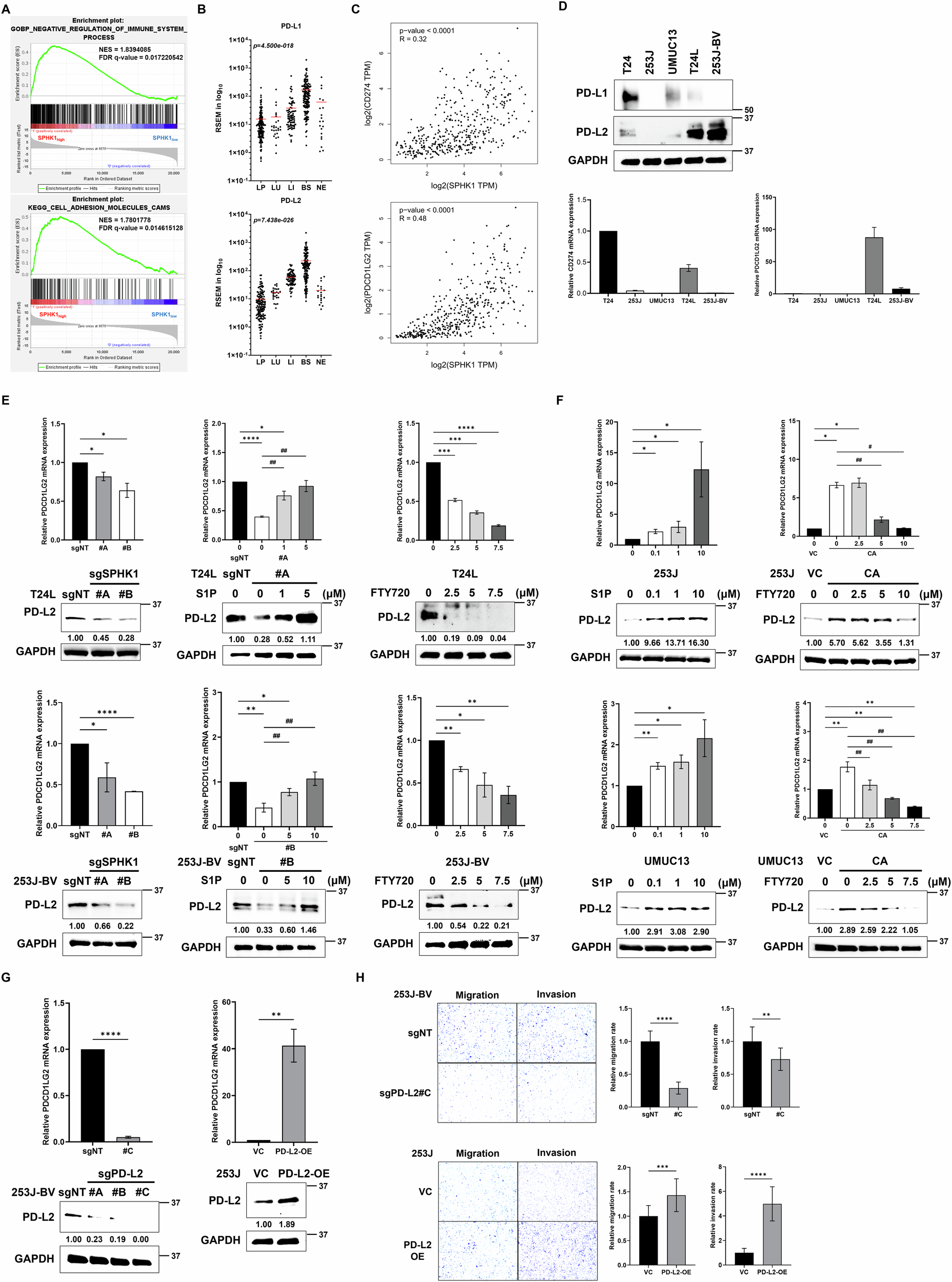 Fig. 4: The role of PD-L2 in SPHK1-elicited cell migration and invasion of bladder cancer.