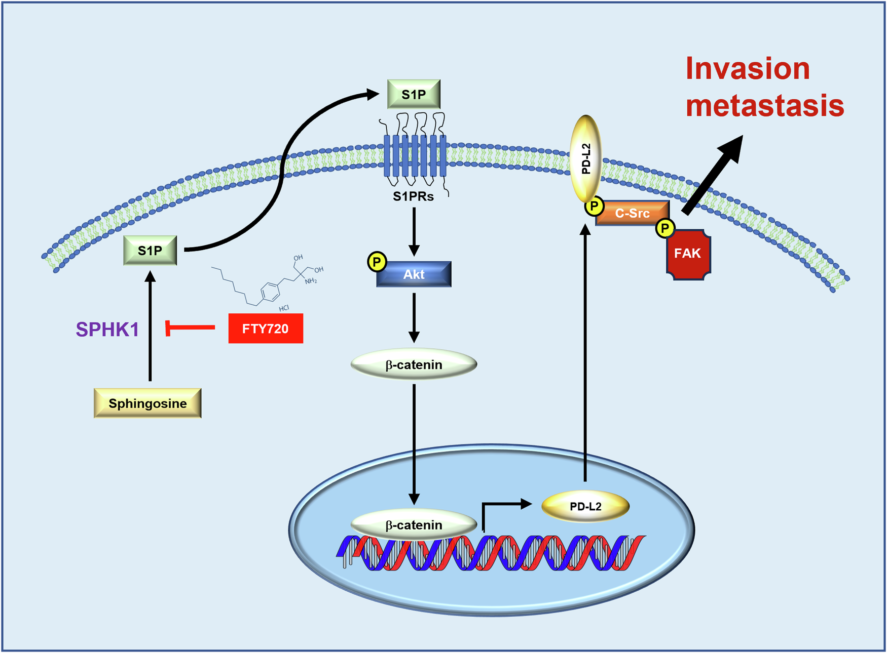 Fig. 7: The regulator network of SPHK1 in promoting bladder cancer progression with potential targeted therapeutic strategy.