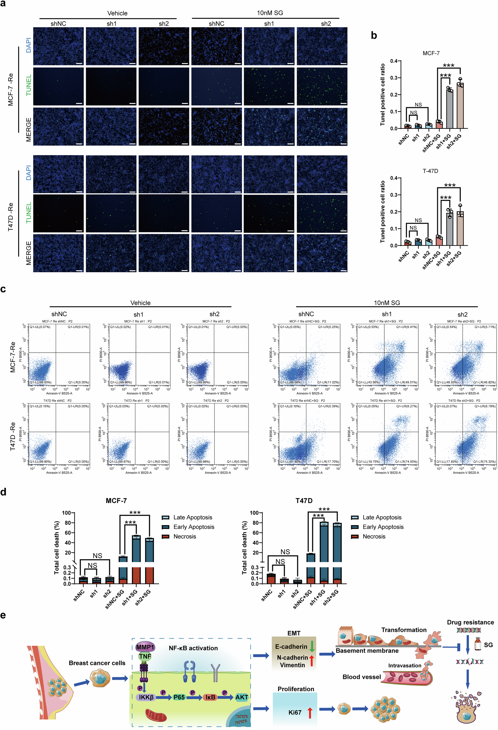 Fig. 8: MMP1 inhibition enhances SG-induced cell death.
