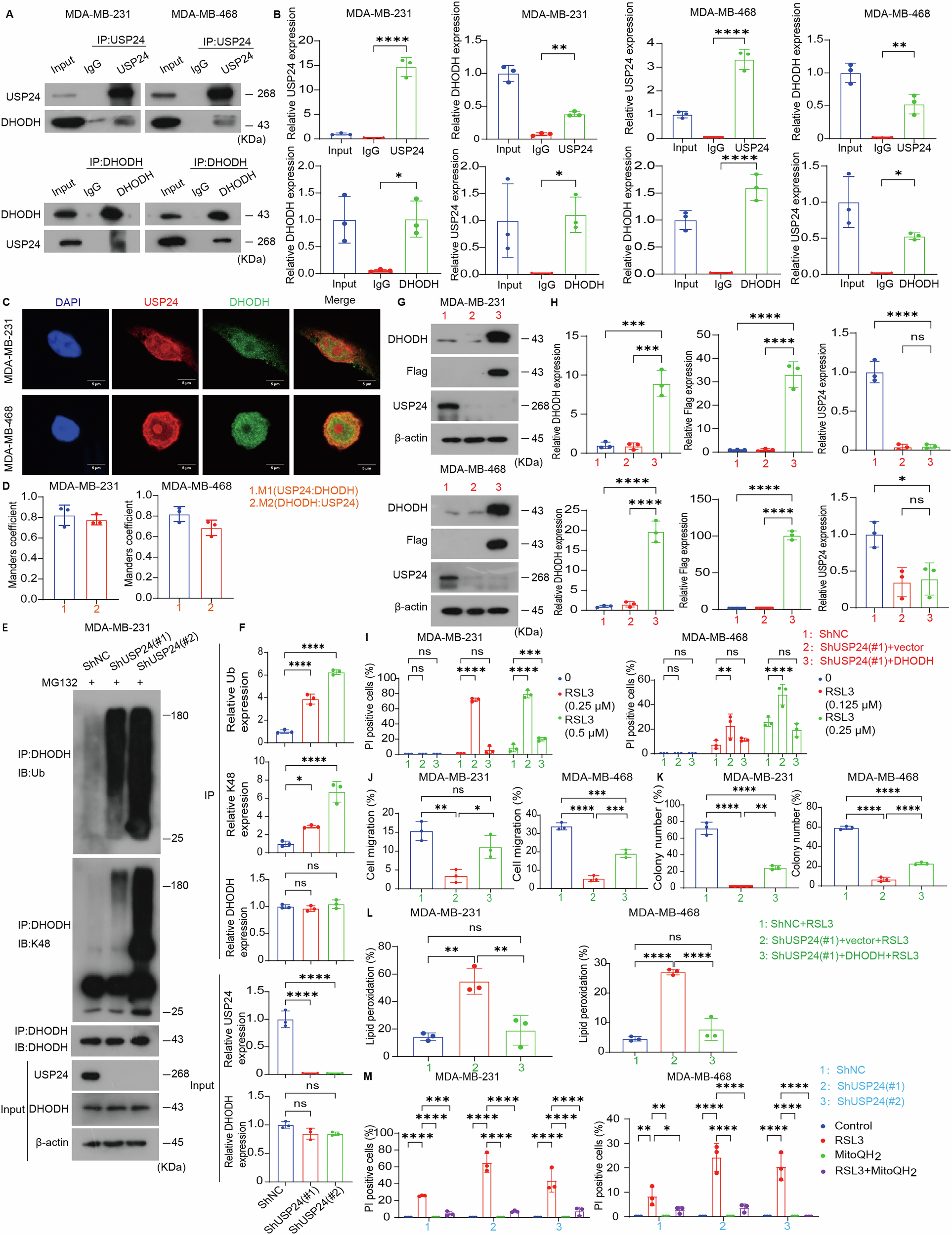 Fig. 5: USP24 inhibits ferroptosis by increasing the protein stabilization of DHODH.