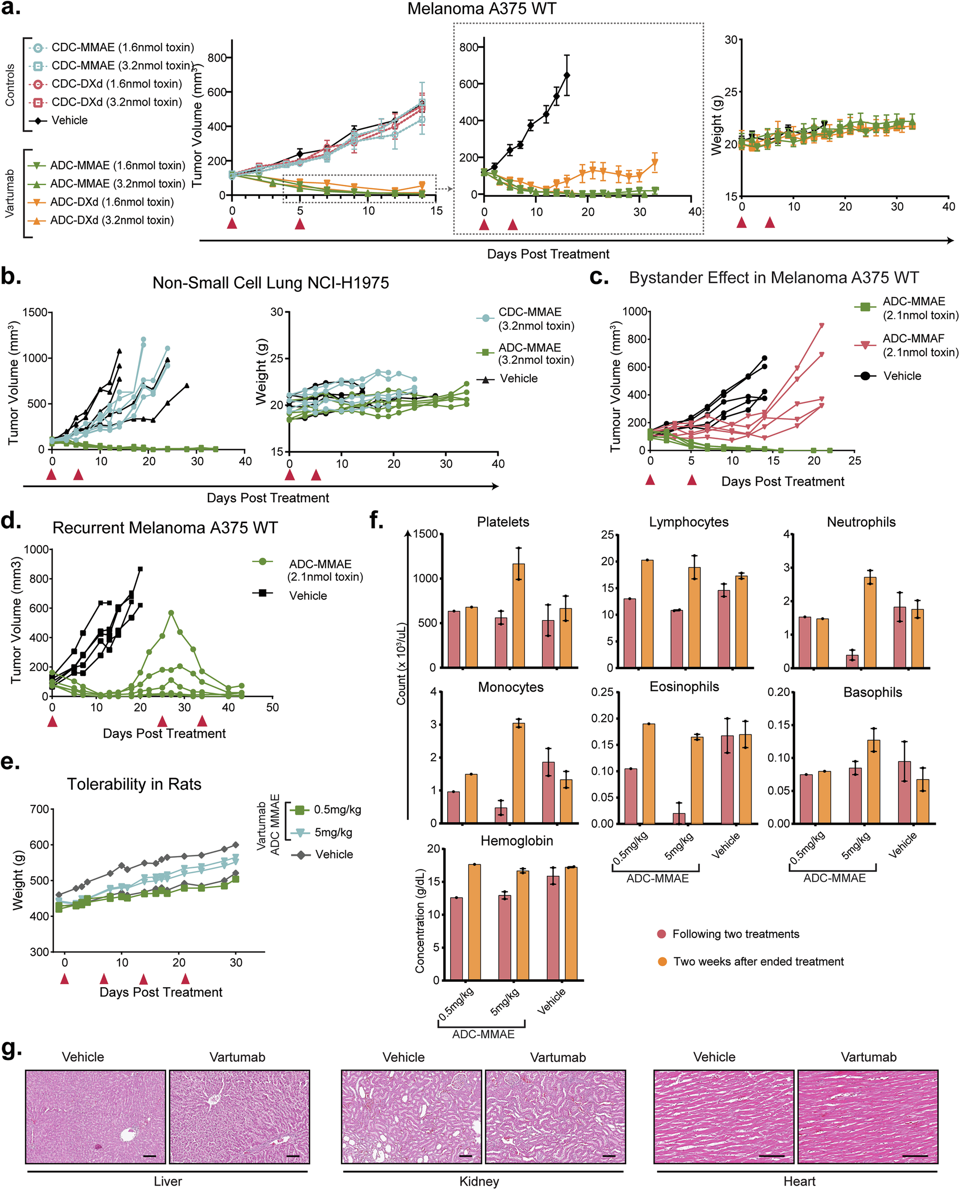 Fig. 5: Vartumab ADC efficacy and safety in vivo.