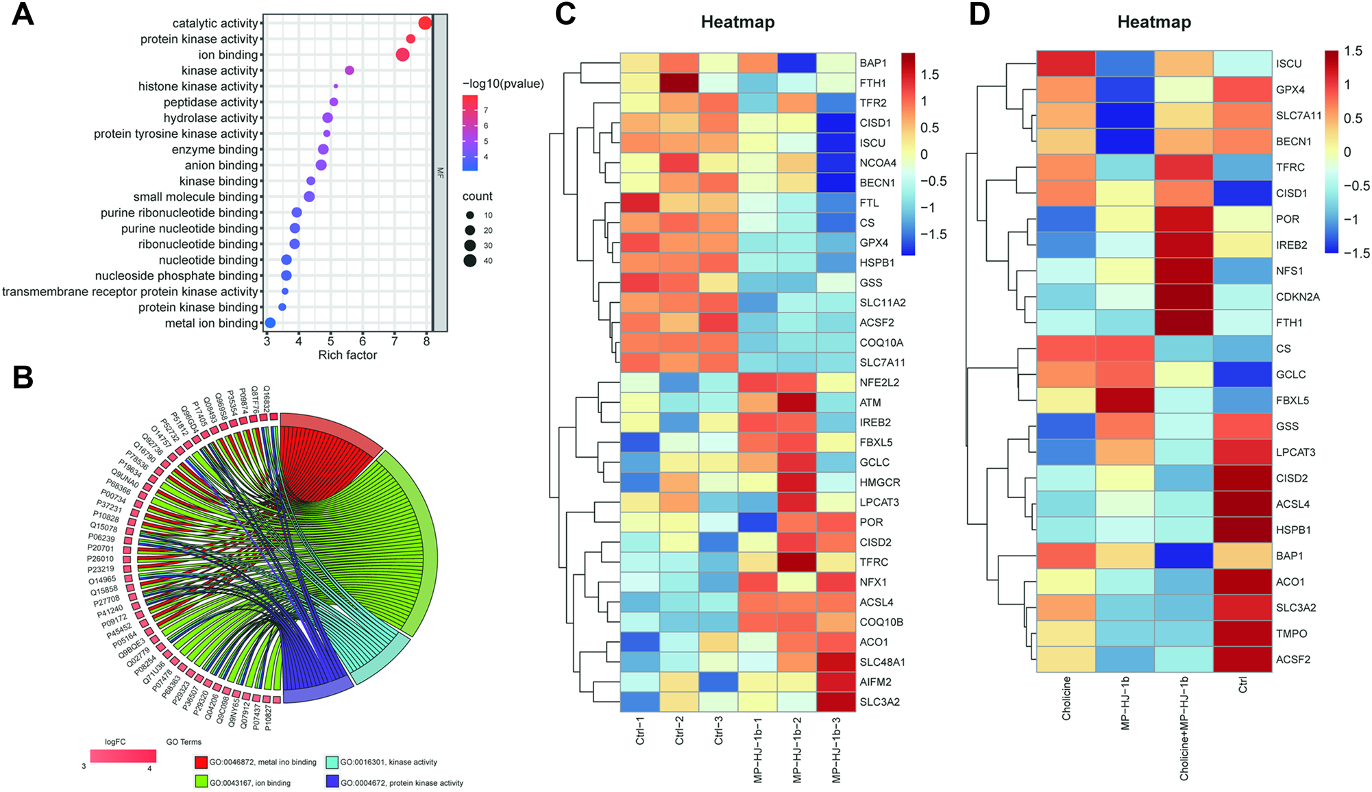 Fig. 5: Proliferation is inhibited by regulating ferroptosis-related genes with MP-HJ-1b treatment in HeLa cells.