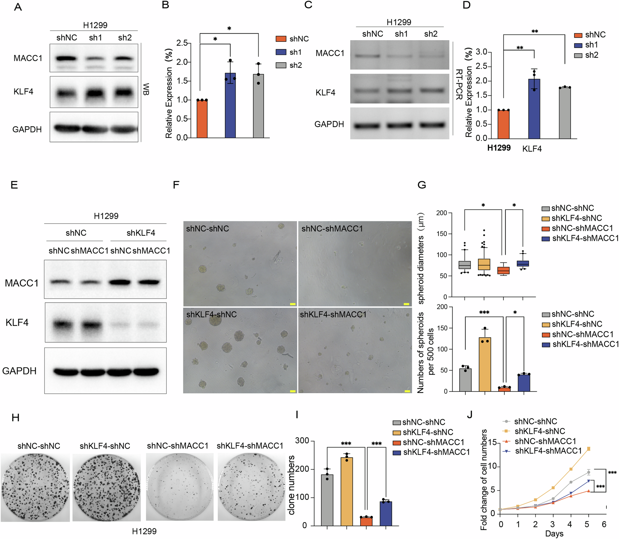 Fig. 5: KLF4 is a key effector of MACC1 mediated non-CSCs dedifferentiation in lung cancer.