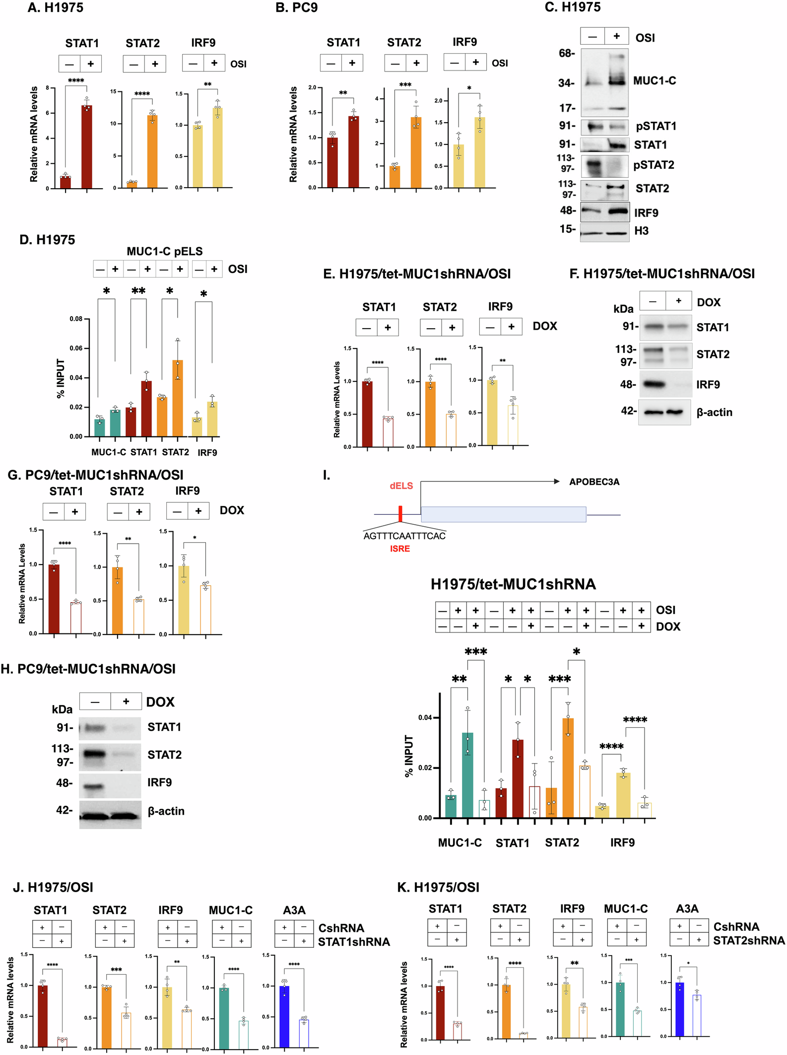 Fig. 2: MUC1-C activates type I IFN signaling that induces A3A expression.