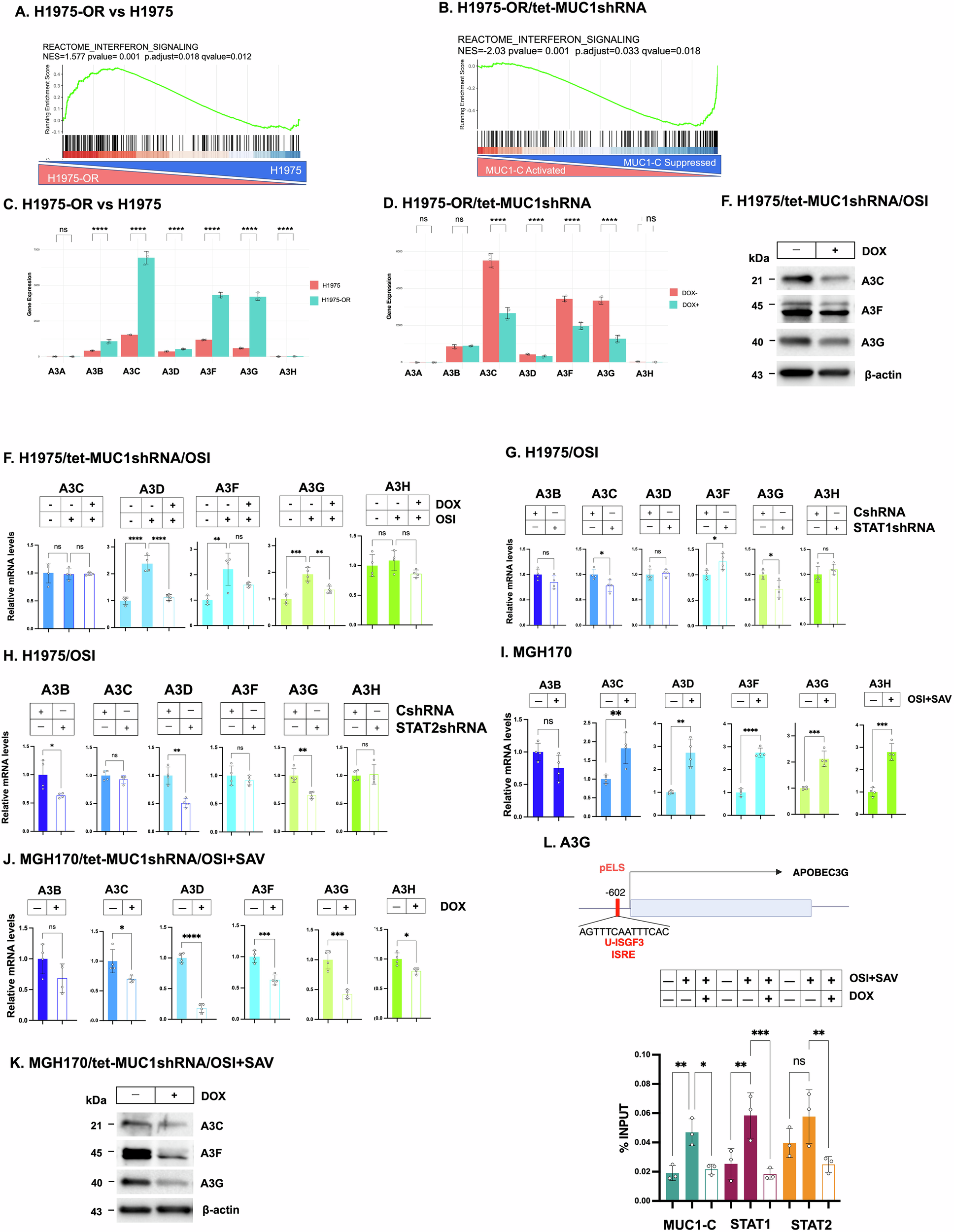 Fig. 4: MUC1-C→type I IFN signaling regulates A3G and other A3s.