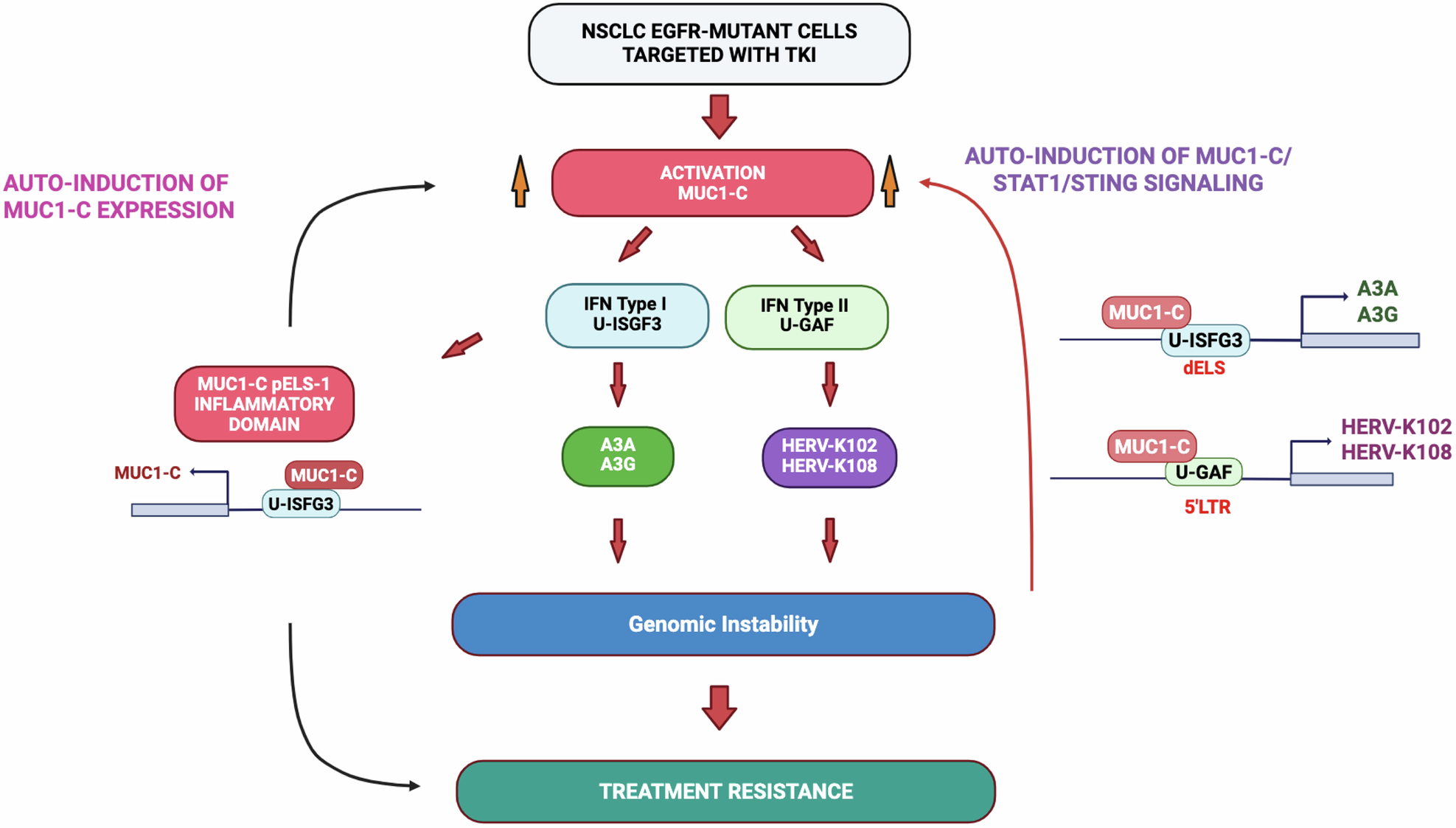 Fig. 7: Schema depicting MUC1-C involvement in activating STAT1 signaling and the type I and II IFN pathways in driving APOBEC3 and HERV expression.