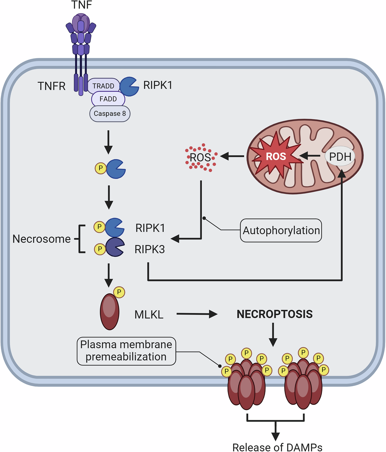 Fig. 3: The necroptosis pathway and mitochondria.