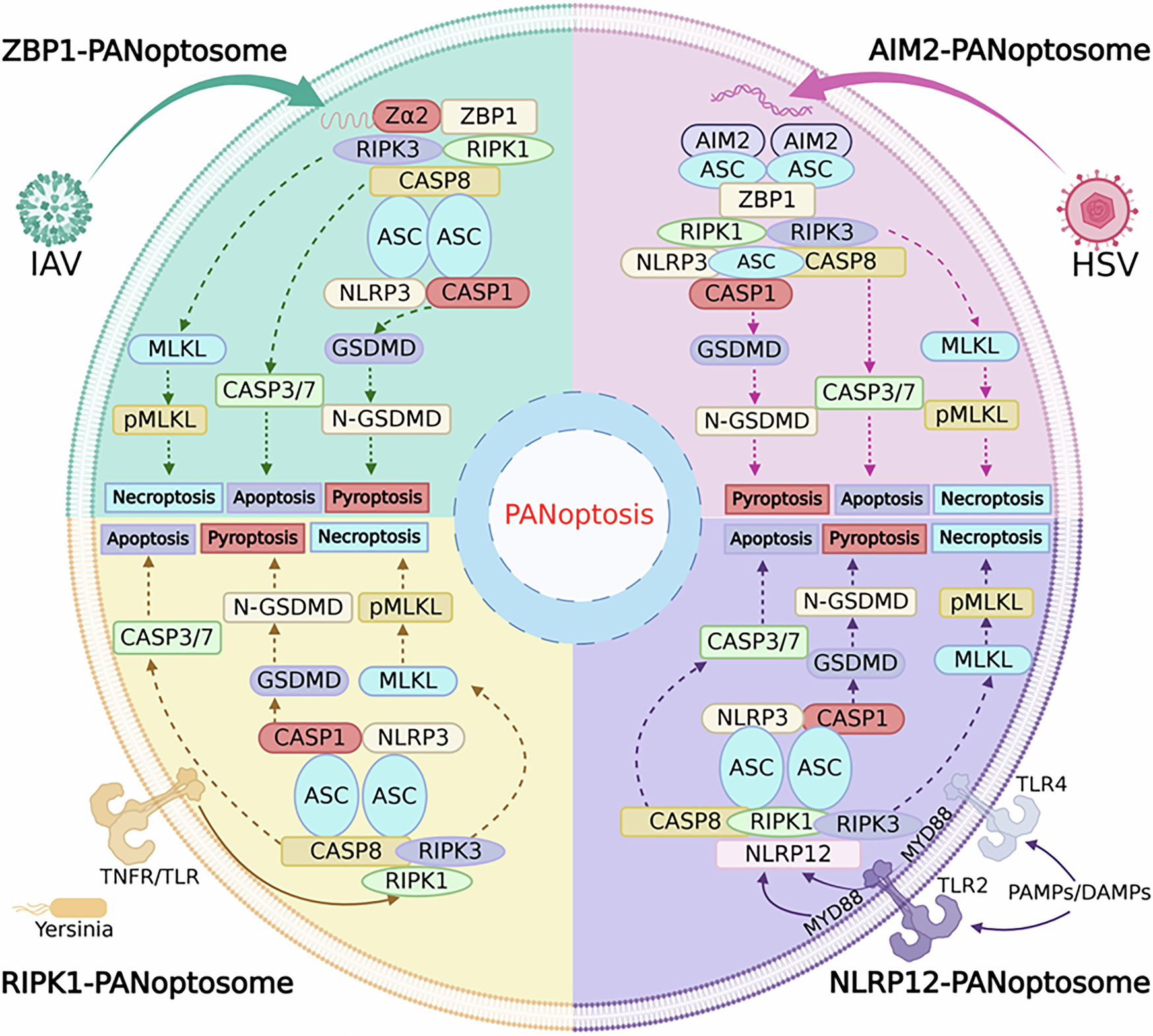 Fig. 4: Regulatory mechanism of PANoptosis.