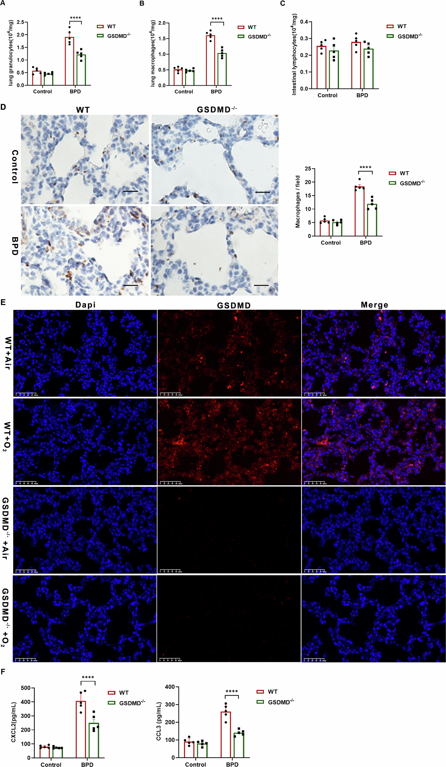 Fig. 2: GSDMD knockout attenuates pulmonary macrophage mobilization and infiltration during BPD development.