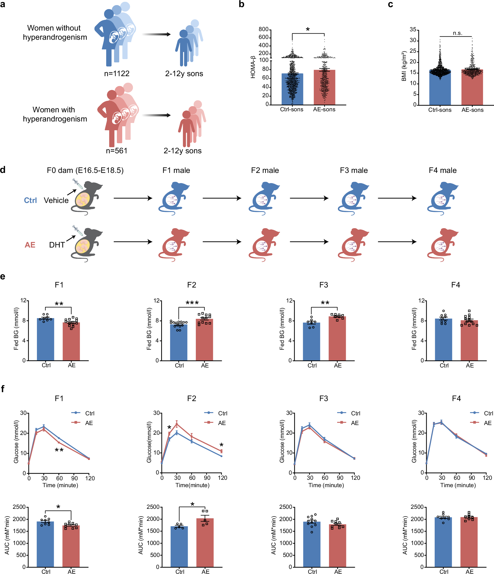Fig. 1: Maternal hyperandrogenism leads to inter- and transgenerational glucose metabolic disturbances in male offspring at early-life stages.