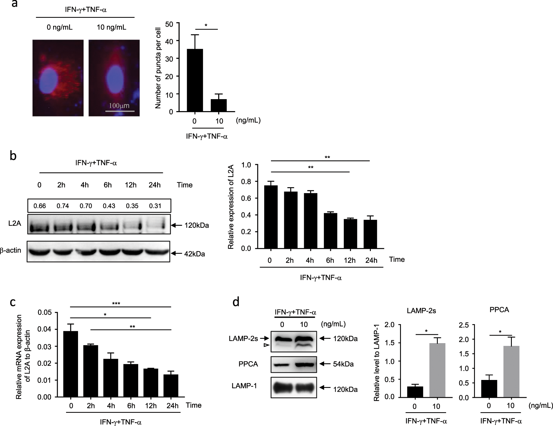 Fig. 1: The inflammatory factors TNF-α plus IFN-γ induce CMA inhibition in MSCs.