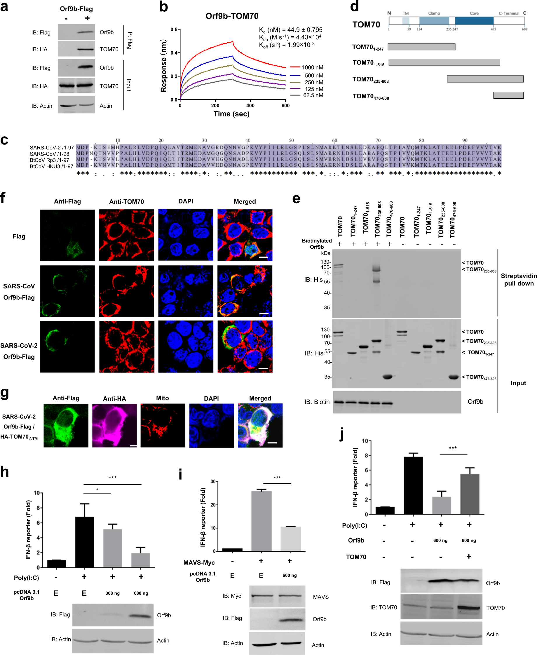 Fig. 1: SARS-CoV-2 Orf9b suppresses type I interferon responses by targeting TOM70.