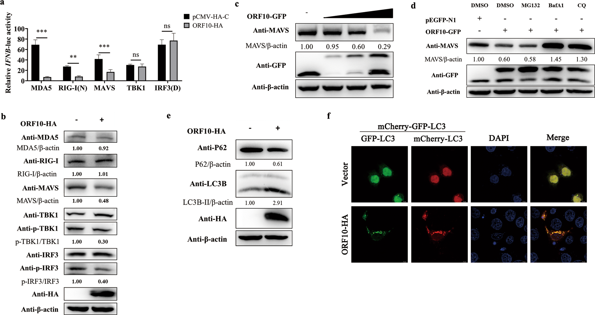 Fig. 2: SARS-CoV-2 ORF10 blocks the RLR pathway by downregulating the expression of MAVS.