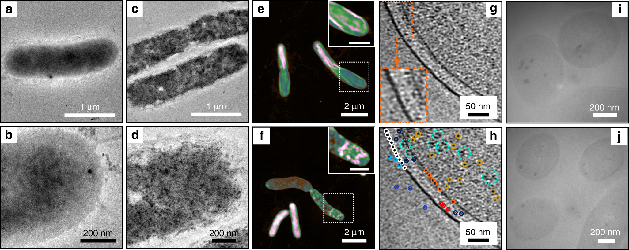 Fig. 4: Cellular uptake of the CDs by S. oneidensis MR-1.
