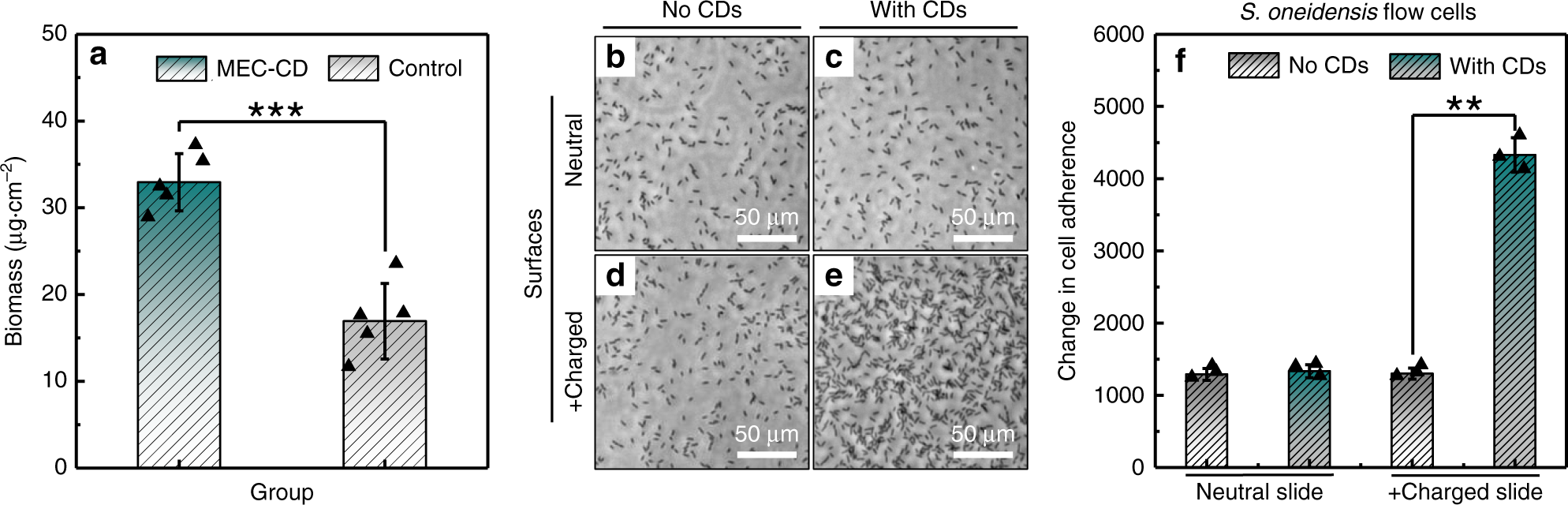 Fig. 5: Increased adhesion of the CDs-fed S. oneidensis MR-1.
