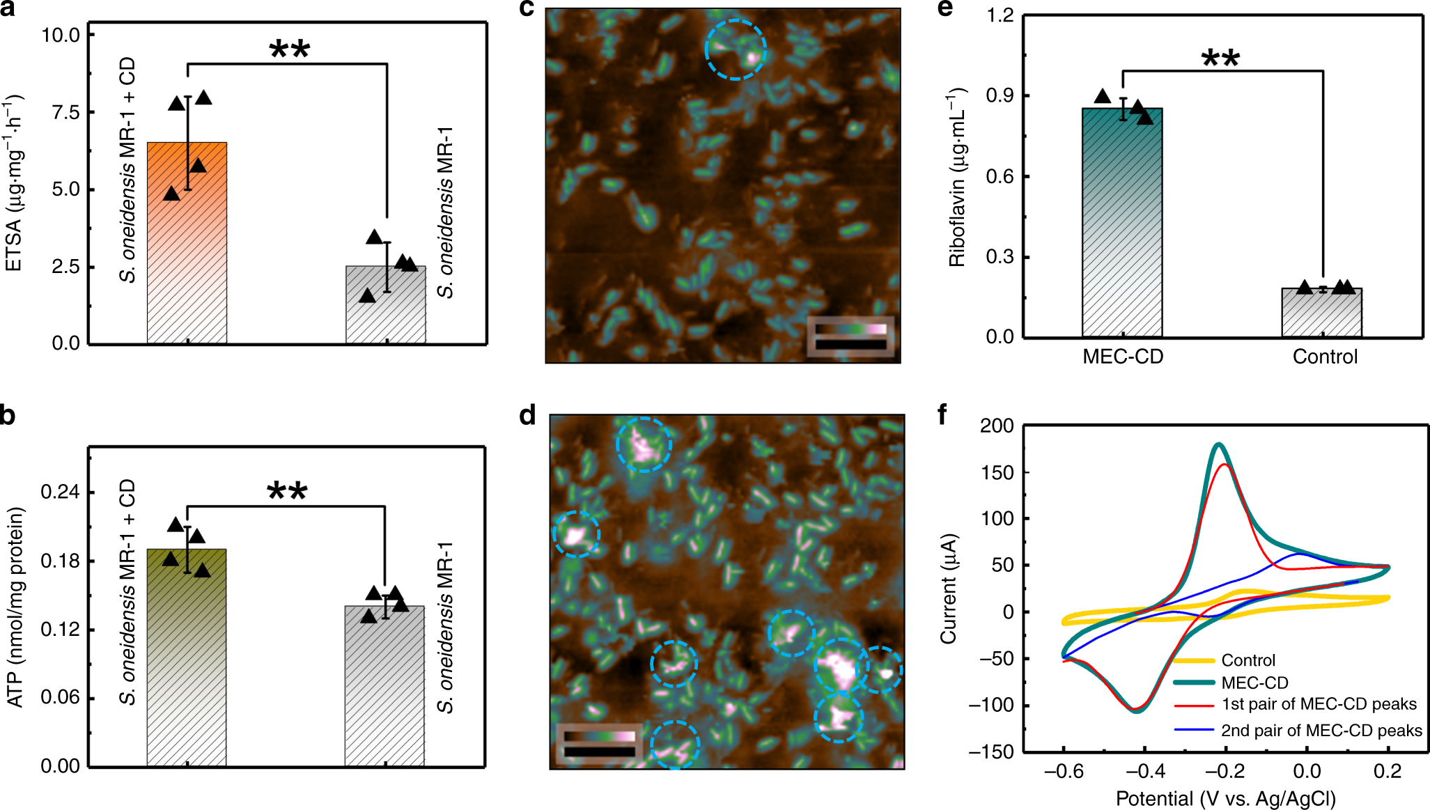 Fig. 6: Increase of metabolic rate of the CDs-fed S. oneidensis MR-1.