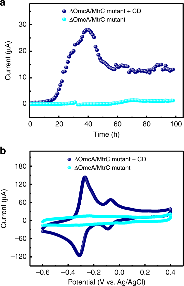Fig. 7: Increased charge transfer of ΔOmcA/MtrC mutant by incorporating with the CDs.