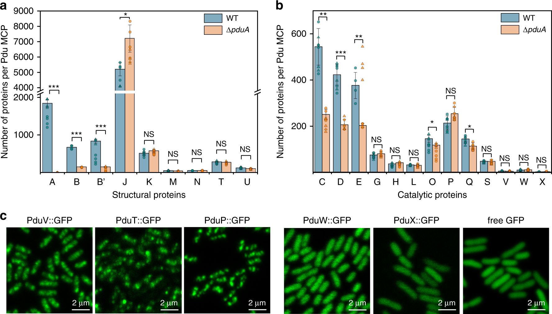 Fig. 3: Stoichiometry and localisation of Pdu proteins.
