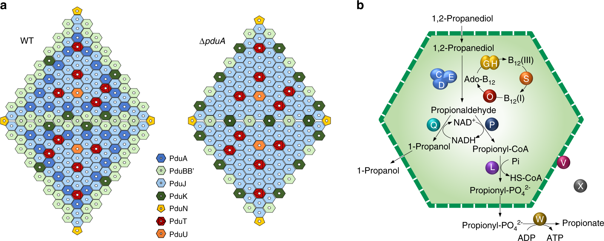 Fig. 4: Schematic models of the Pdu MCP shell and interior organisations.