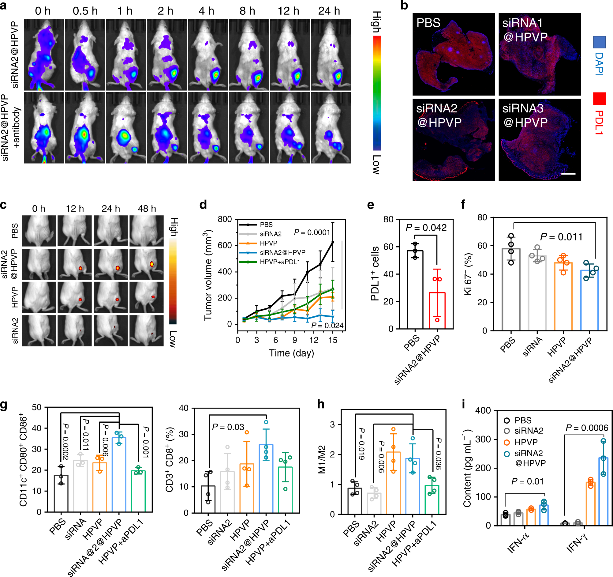 Fig. 3: Tumor accumulation and anticancer ability of siRNA2@HPVP.