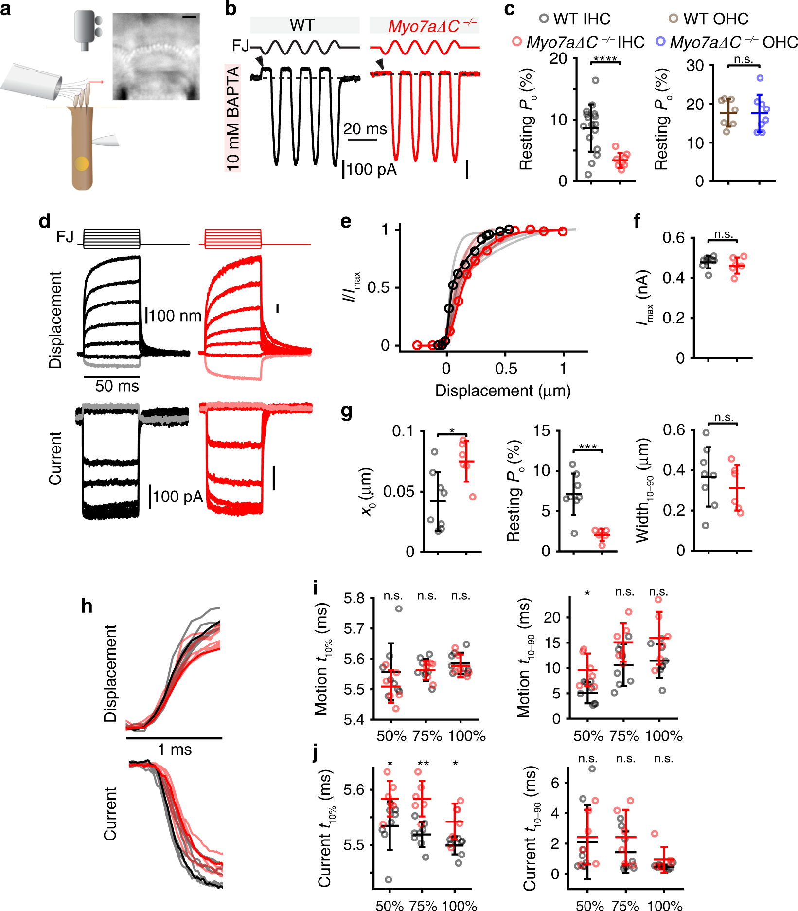 Fig. 6: Reduced MET resting Po and slowed MET currents in Myo7a-ΔC IHCs.