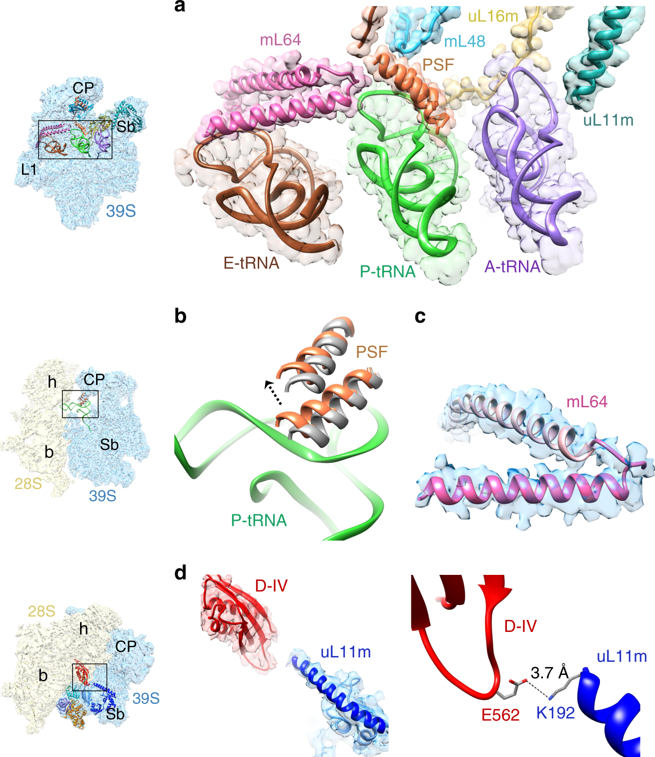 Fig. 4: Interactions of tRNAsmt and EF-G1mt with mito-specific proteins and mito-specific segments in homologous proteins.