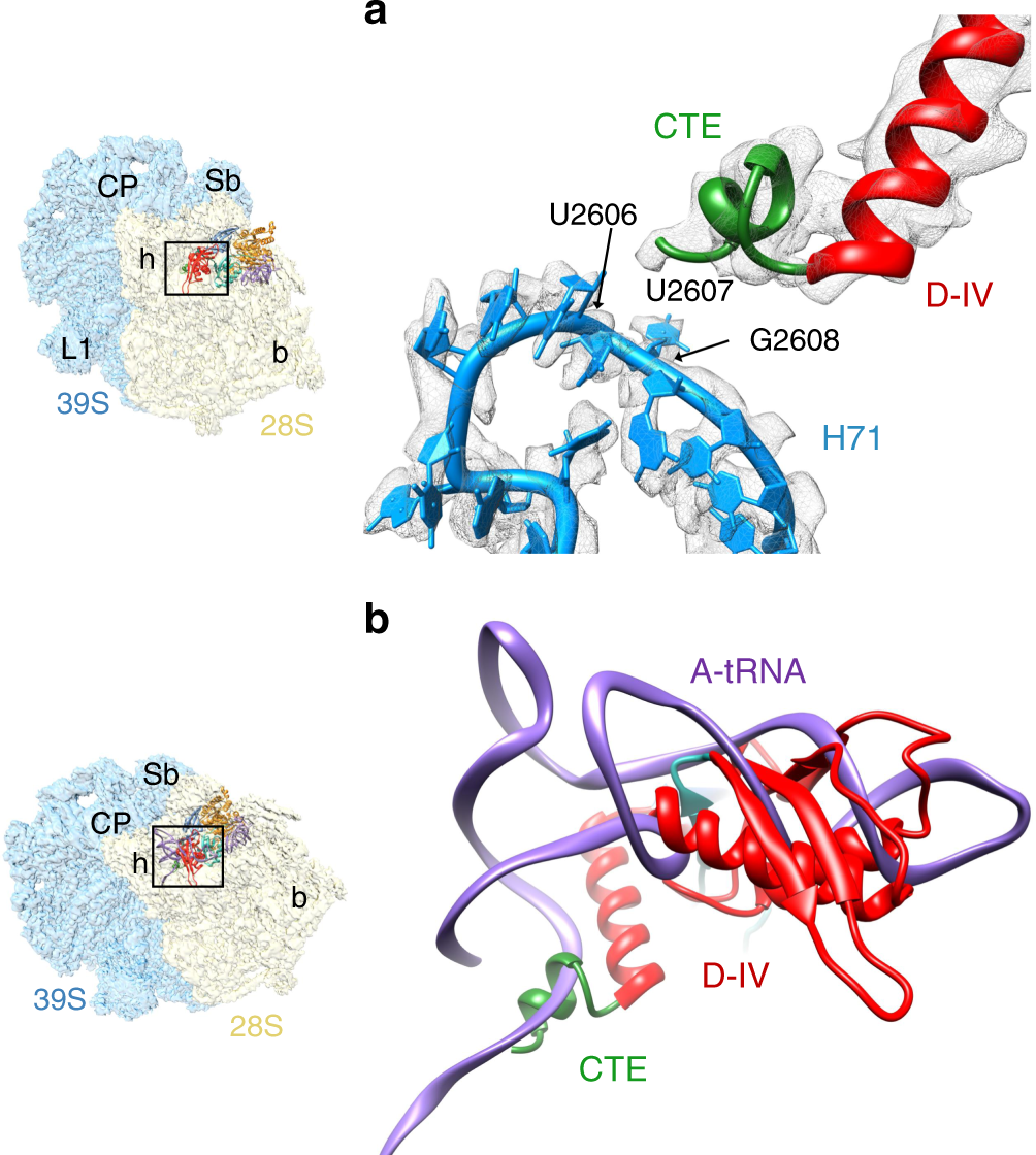 Fig. 5: Interaction of mito-specific C-terminal extension of EF-G1mt with rRNA and tRNA.