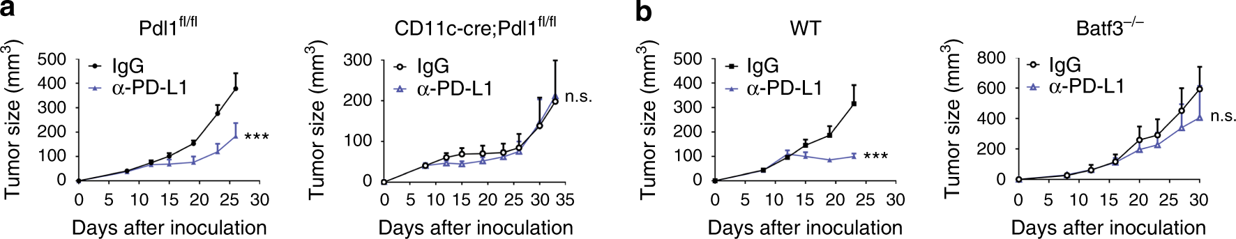 Fig. 2: PD-L1 on DCs is essential for the response to PD-L1 blockade therapy.