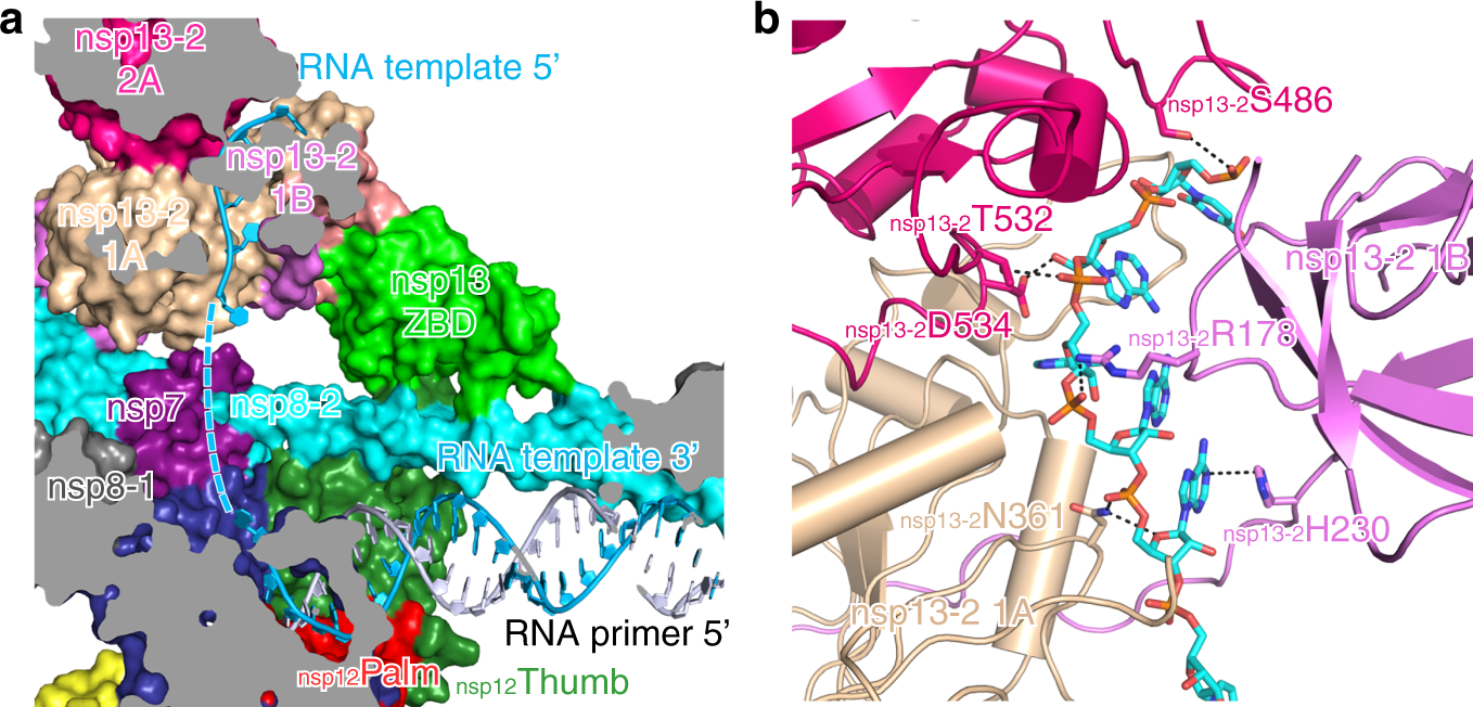 Fig. 2: Binding of 5′ extension of RNA template in nsp13-2.