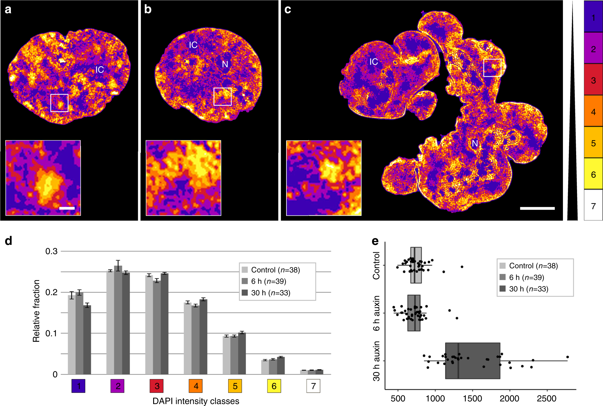 Fig. 3: Compartmentalized architecture with an interchromatin (IC) channel network pervading chromatin domain clusters (CDC) with zonal compaction differences both in controls and cohesin depleted, pre- and post-endomitotic nuclei.