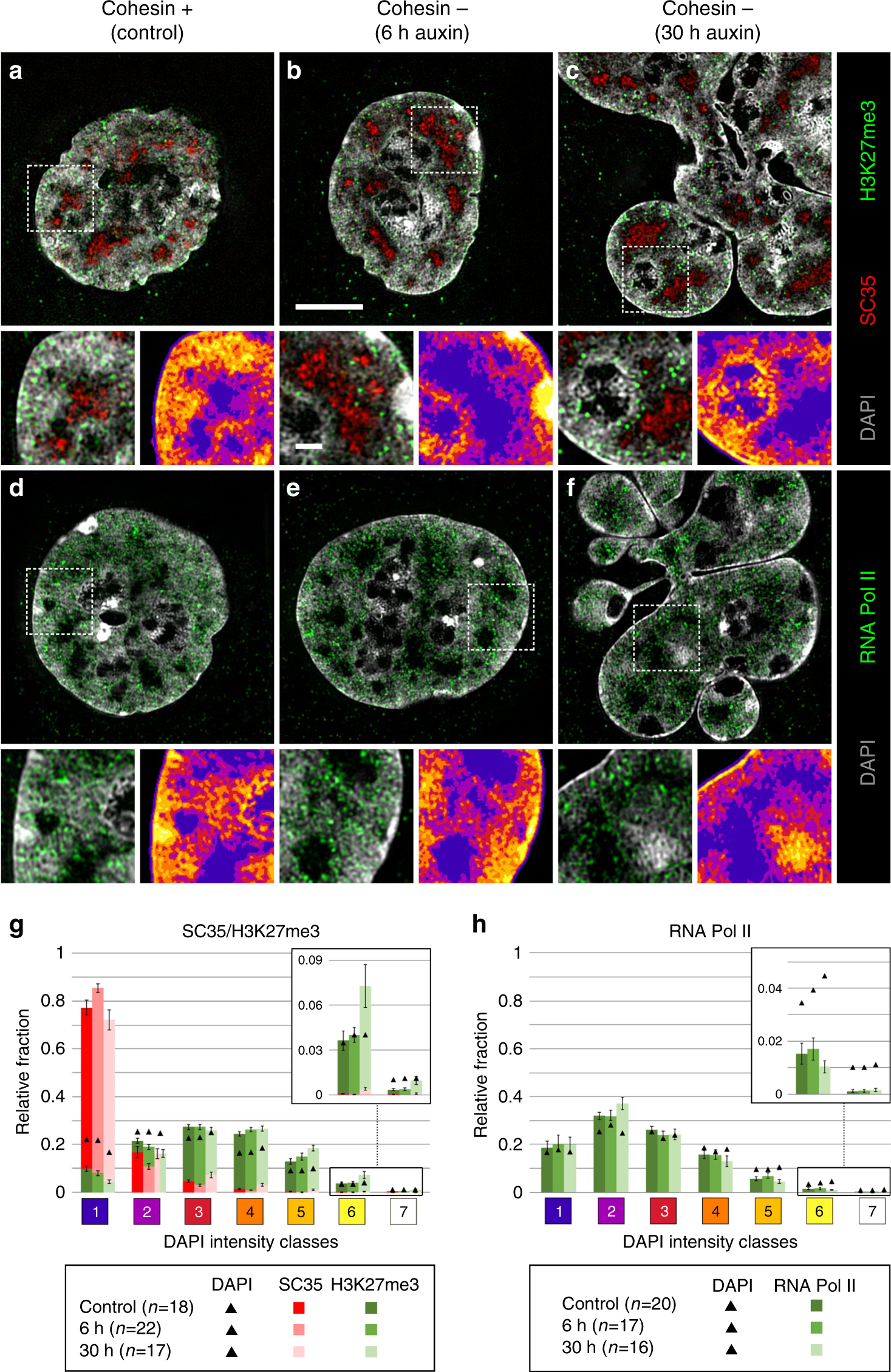 Fig. 4: Congruent 3D topography of SC35, H3K27me3, and RNA Pol II in nuclei of control and cohesin depleted cells.