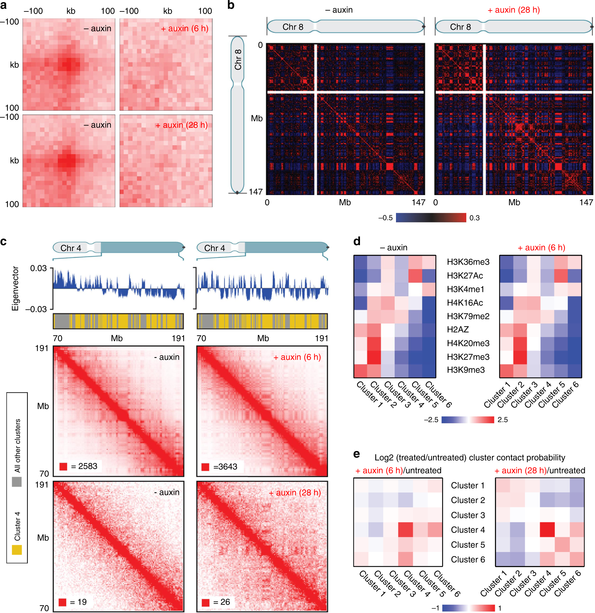 Fig. 5: Hi-C data indicate elimination of chromatin loops, but the maintenance of A and B compartments in cohesin depleted pre- and postmitotic cells.