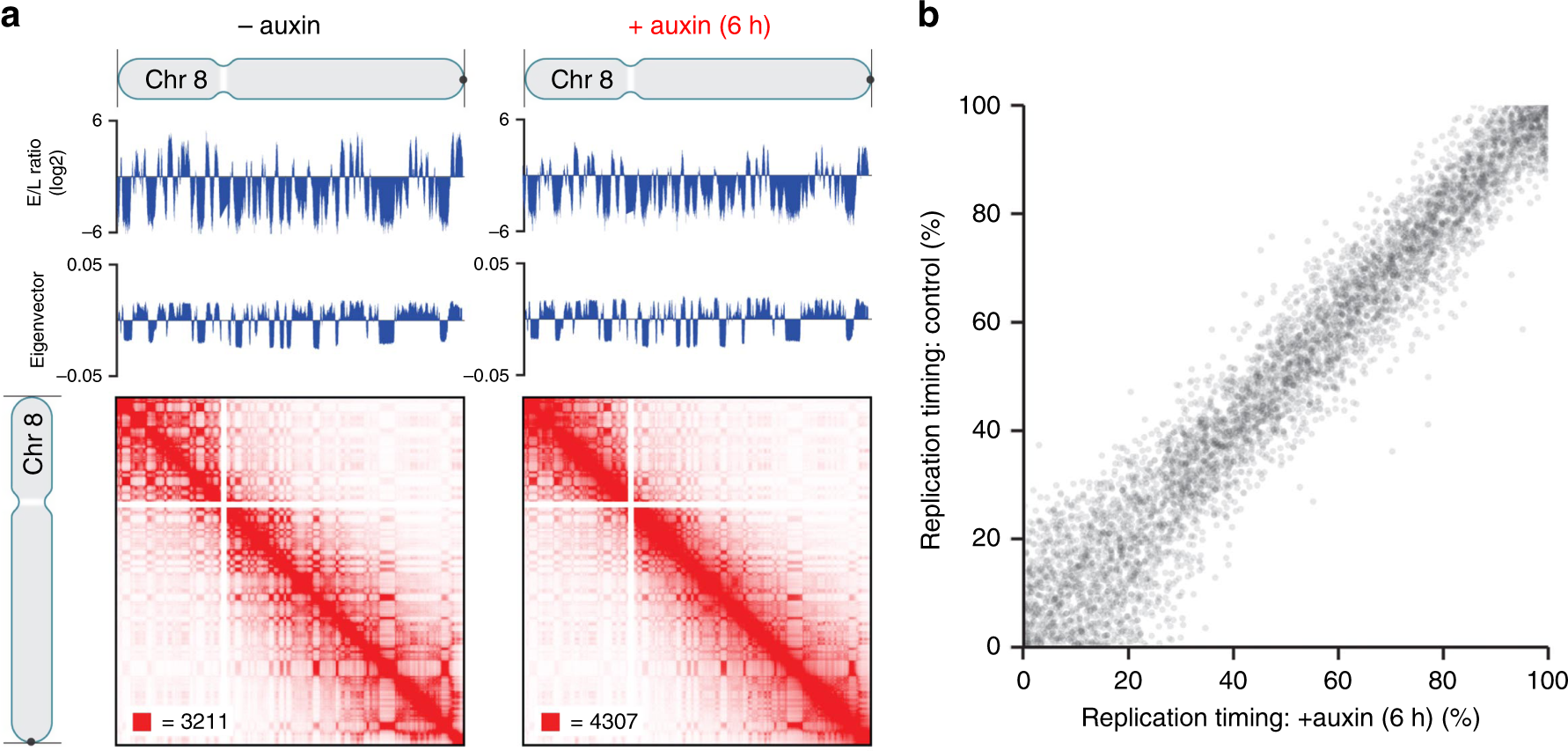 Fig. 7: Hi-C and Repli-Seq data demonstrate the same replication timing for cohesin depleted and non-depleted control cells.