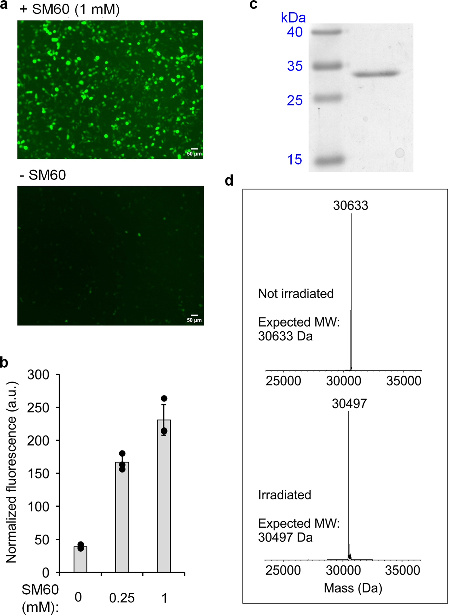 Fig. 2: Site-specific incorporation of SM60 in EGFP and subsequent conversion to citrulline in HEK293T cells.