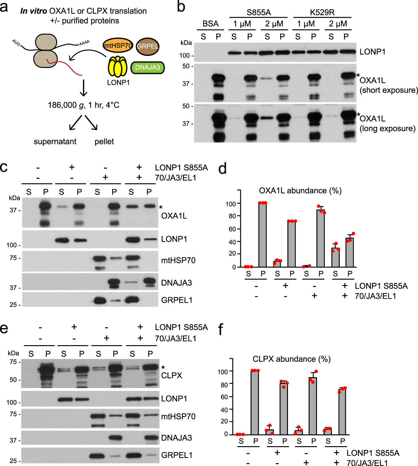 Fig. 5: In vitro reconstitution of OXA1L and CLPX solubilization.