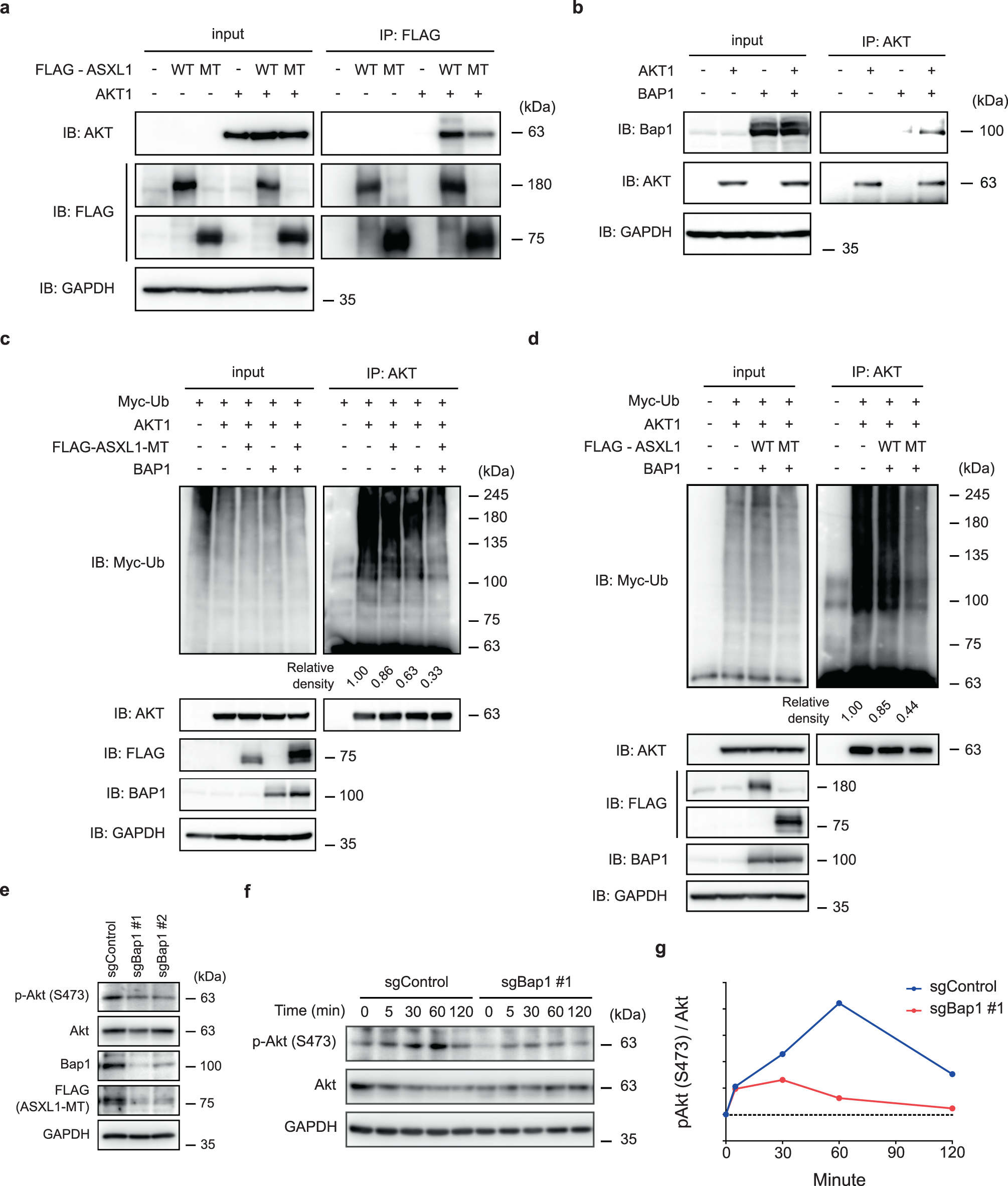 Fig. 6: ASXL1-MT/BAP1 complex deubiquitinates and stabilizes Akt.