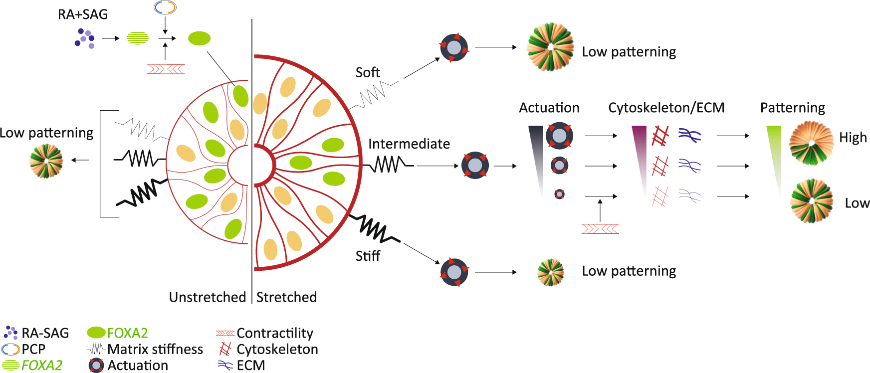 Fig. 6: Proposed model for floor plate induction and patterning in hNTOs.