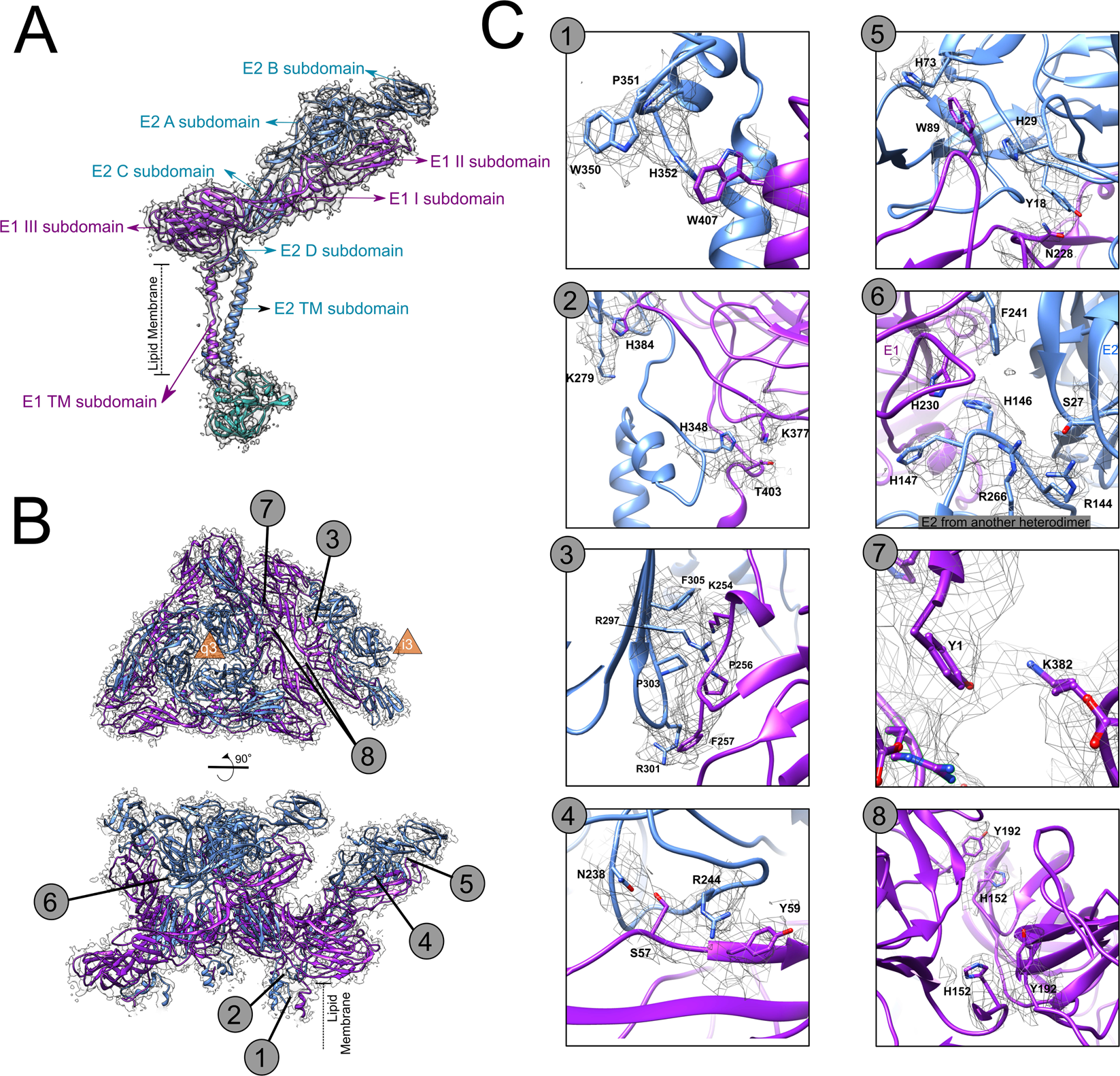 Fig. 2: Organization of MAYV E1 and E2 ectodomains.