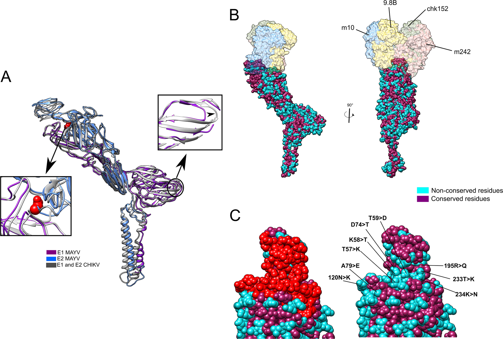 Fig. 3: Comparison of E1–E2 ectodomains structure and sequence from MAYV and CHIKV.