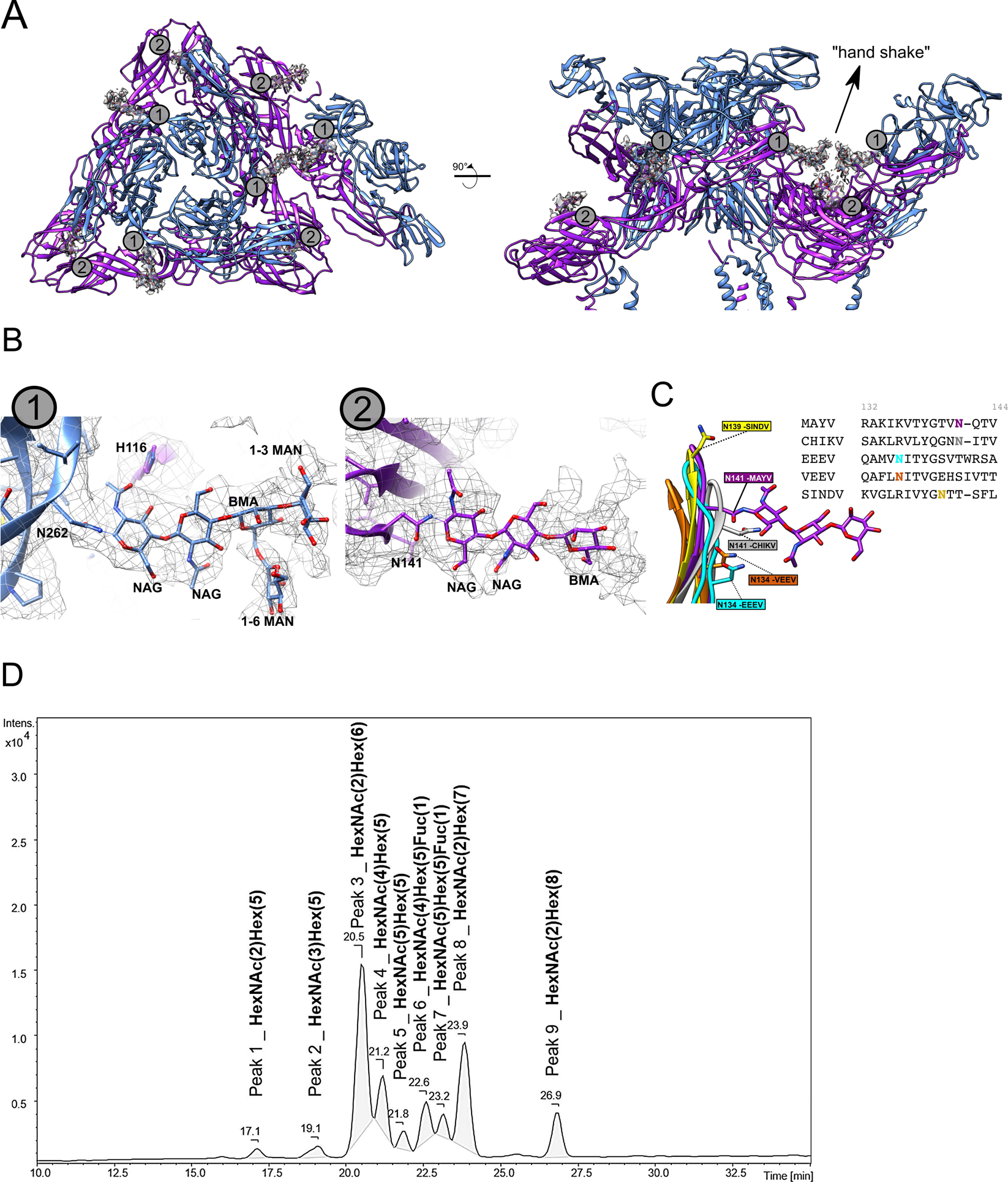 Fig. 4: N-Glycosylation sites observed in the E1–E2 ectodomain of the MAYV cryo-EM structure.