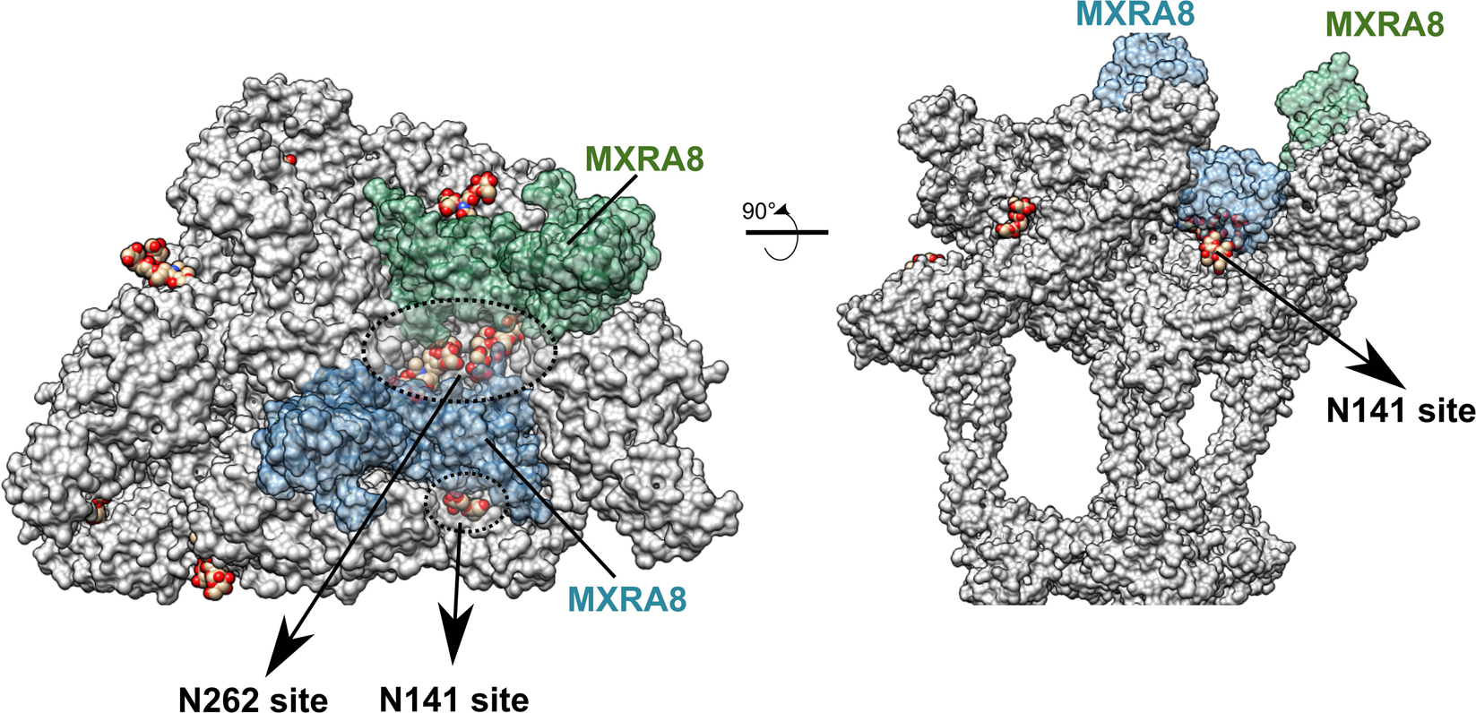 Fig. 5: MAYV glycosylation sites may play a role in the interaction with the MXRA8 receptor.
