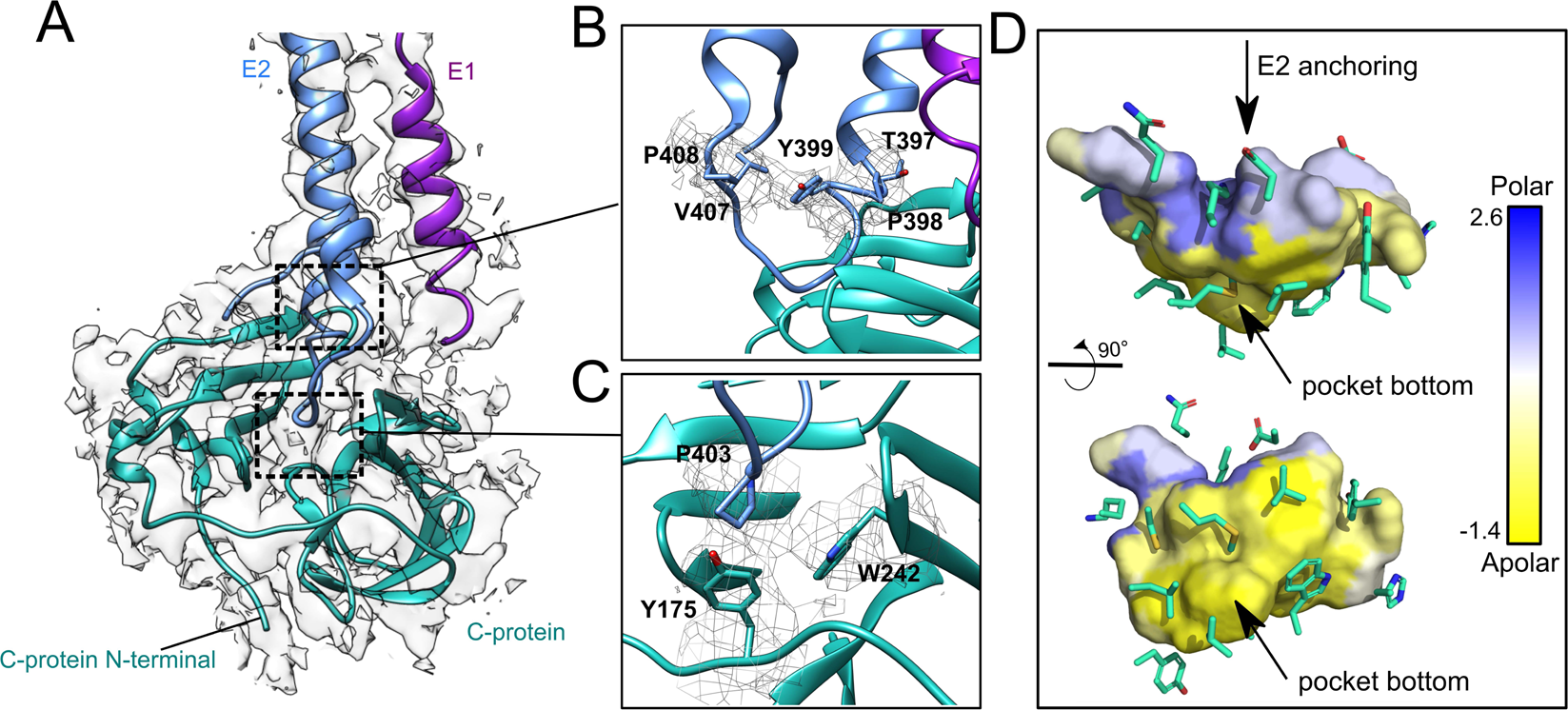 Fig. 7: MAYV capsid interaction with E2 C-terminal domain.