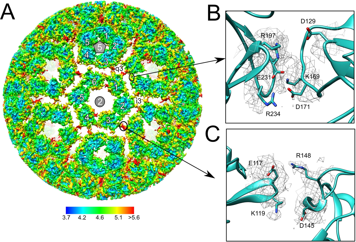 Fig. 8: Organization of the MAYV capsid.
