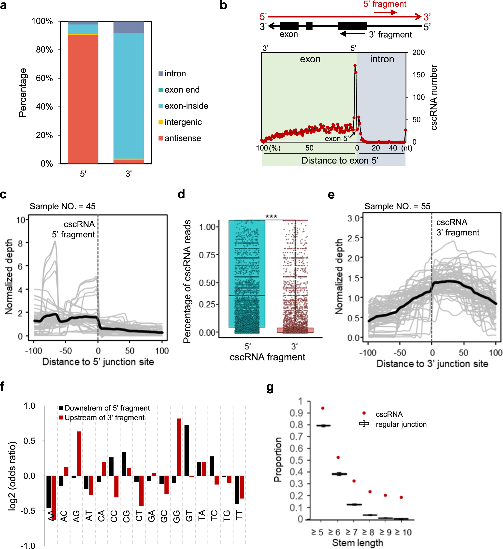 Fig. 6: Features of the cross-strand junctions related to cscRNA biogenesis.