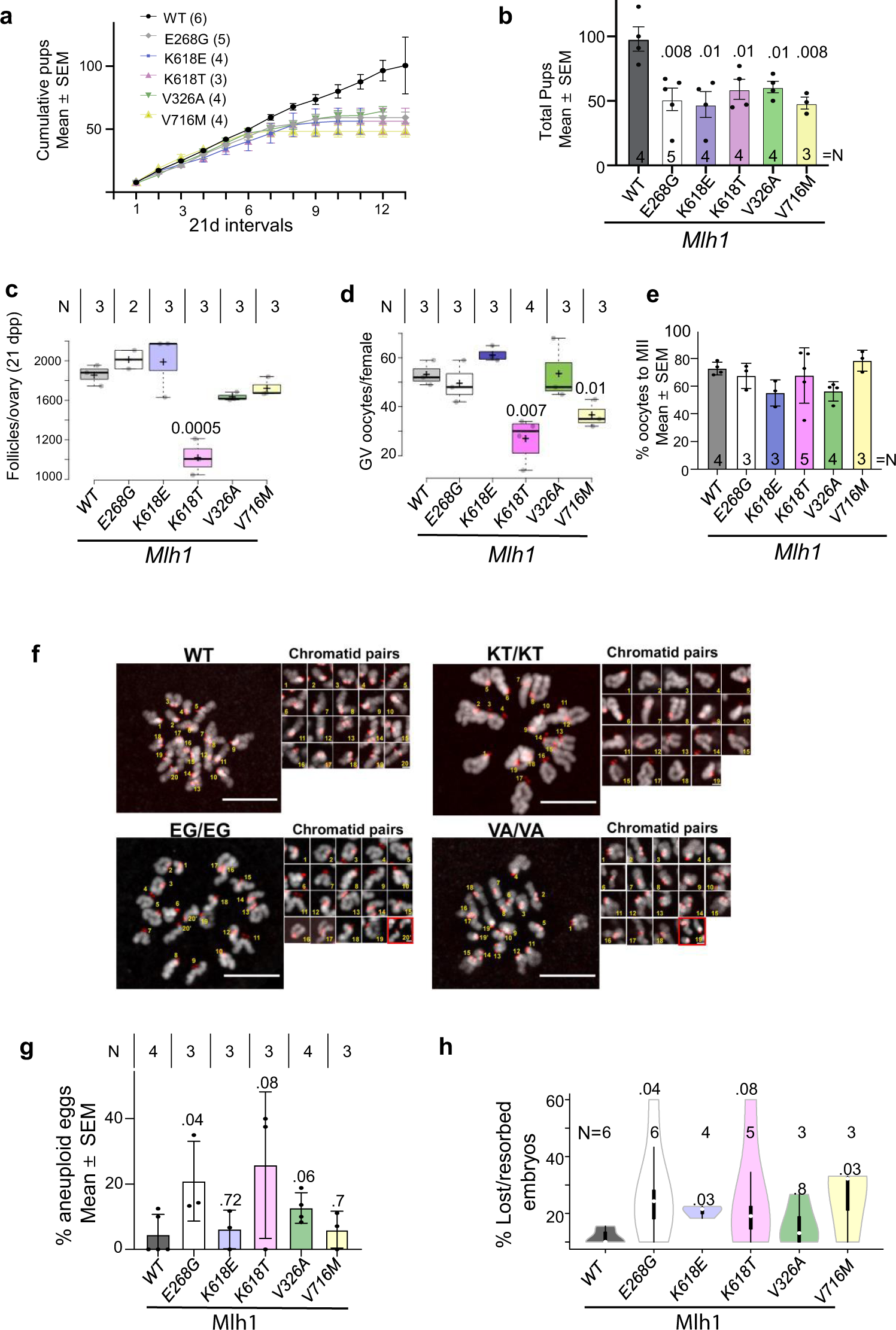Fig. 3: Age-dependent subfertility in Mlh1 mutant females and increased aneuploidy in oocytes.
