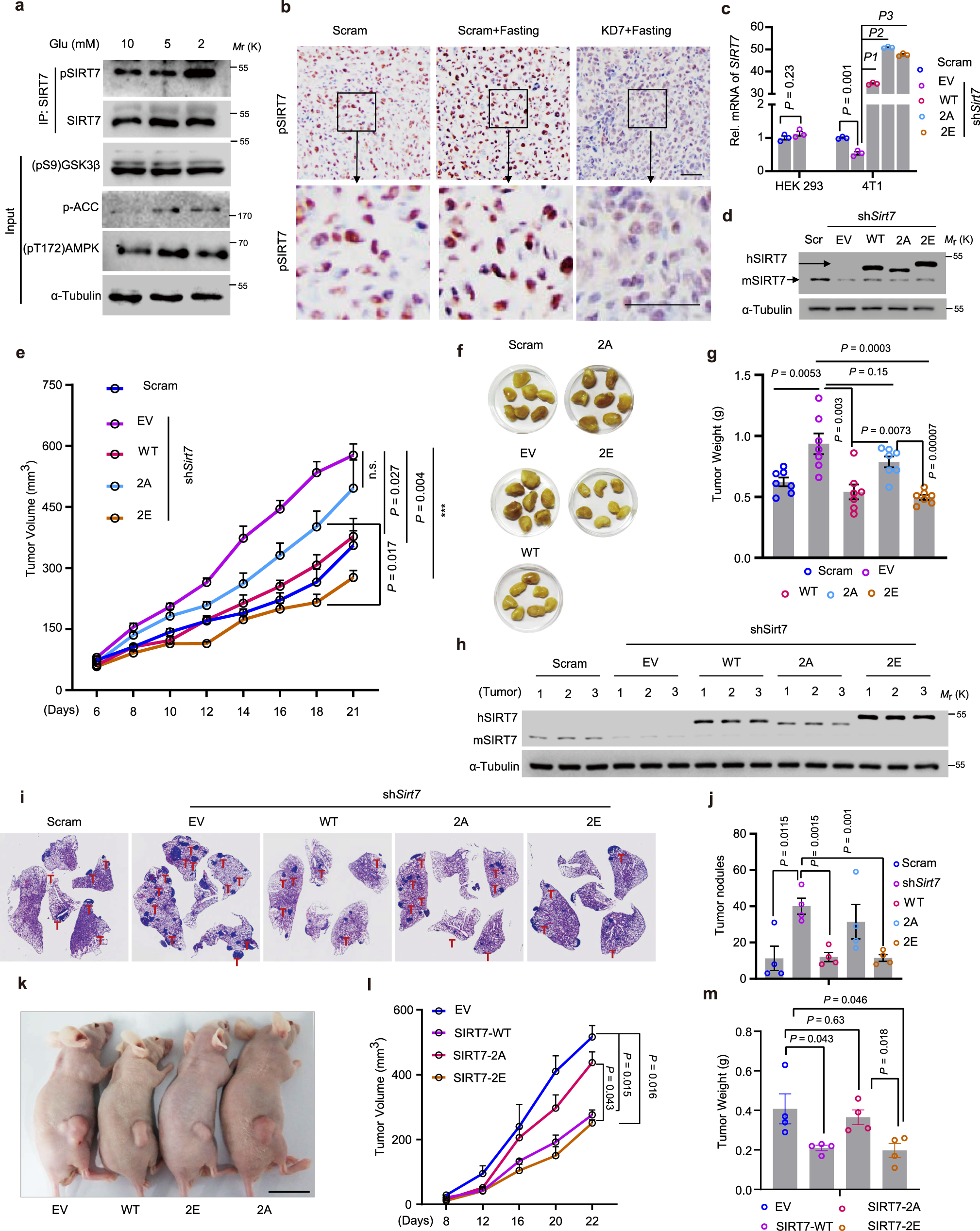 Fig. 4: The GSK3β–SIRT7 axis underlies the anti-tumor effects of fasting.